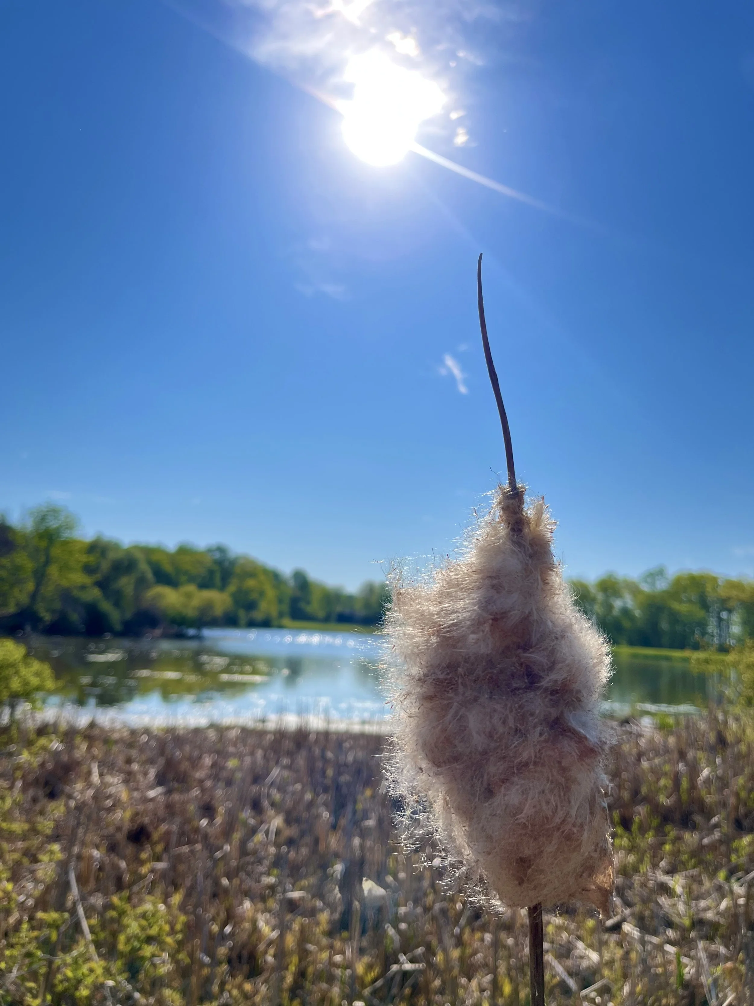  Sunup, Seed Down   
Spears of cattail fluff pointed skyward along the marshy edges of Amwell Lake in Ringoes one May morning. As if the brown flower heads of cattails aren't intriguing enough...this downy filling emerges from winter like the matted 
