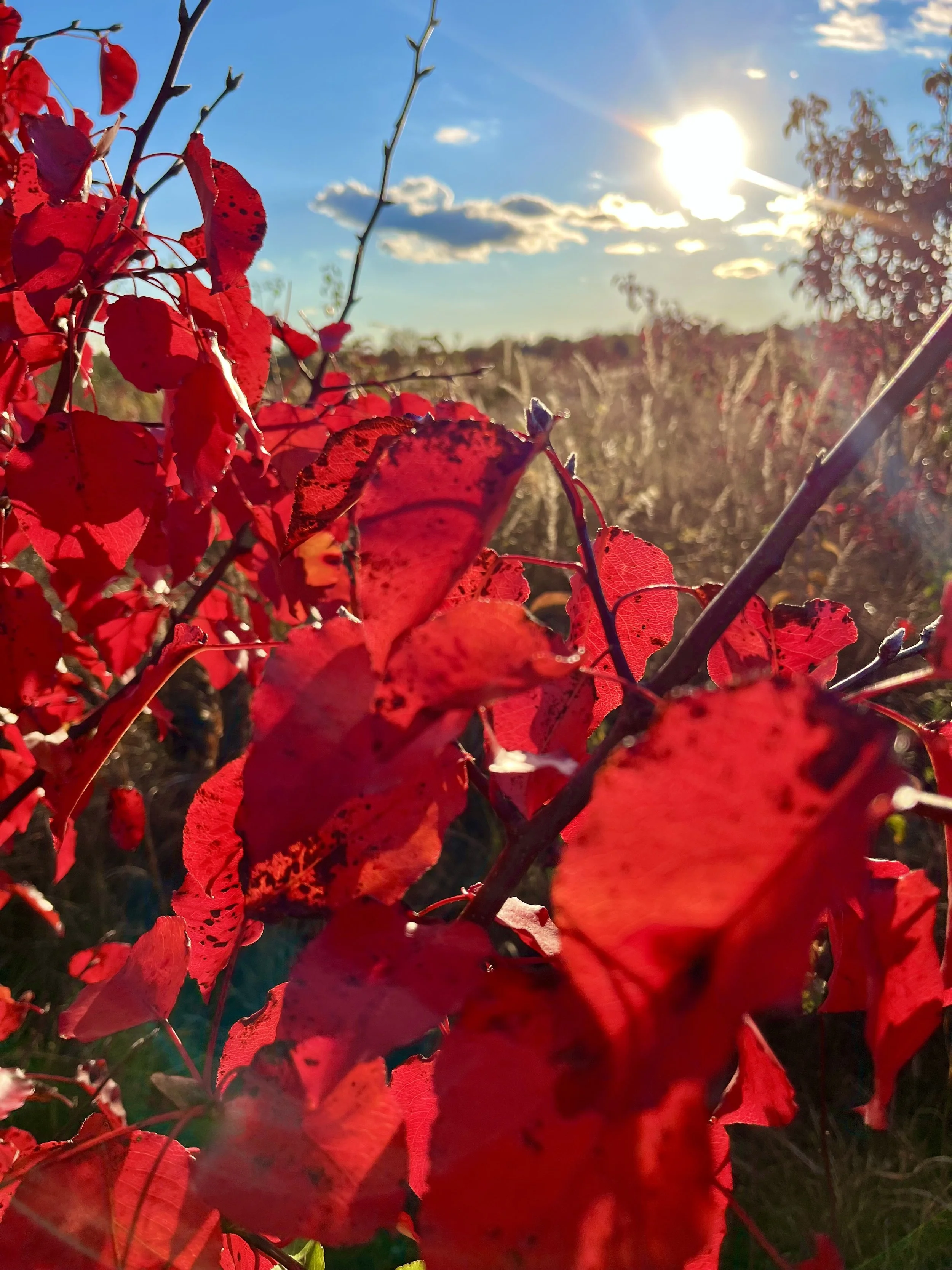  Autumn Fire   
This photo reflects a personal truth — fall is my favorite season. As I made my way along the Lawrence Hopewell Trail one evening in late October, the vibrance of this backlit burning bush against the backdrop of browning meadow, clou