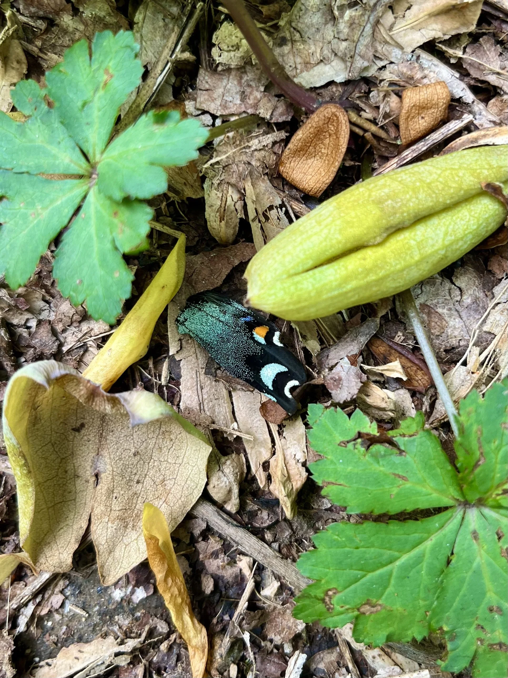  In Pieces   
During a hike up Baldpate Mountain, I felt drawn toward the lovely pieces of things — a tattered Spicebush swallowtail, the soft remnants of a Cottontail, tulip tree petals. Can not fracture be even more beautiful than wholeness? Please