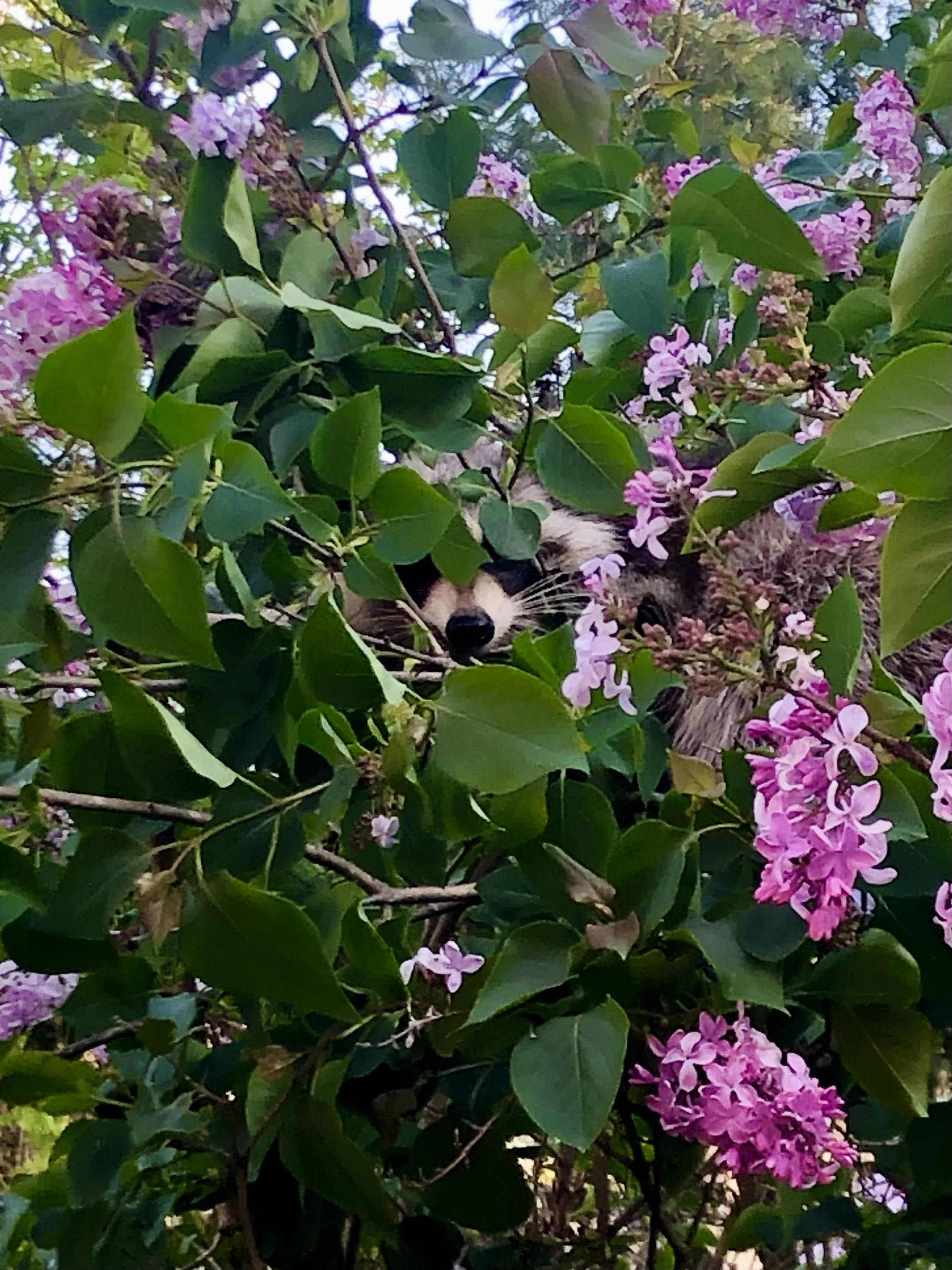  Lilac Bandit  
Imagine this nature nerd’s incredible delight to look up from my laptop one late afternoon and spot a mama raccoon scuttling across my deck. Her response to me pressing my phone camera against the sliding glass door: to climb clumsily