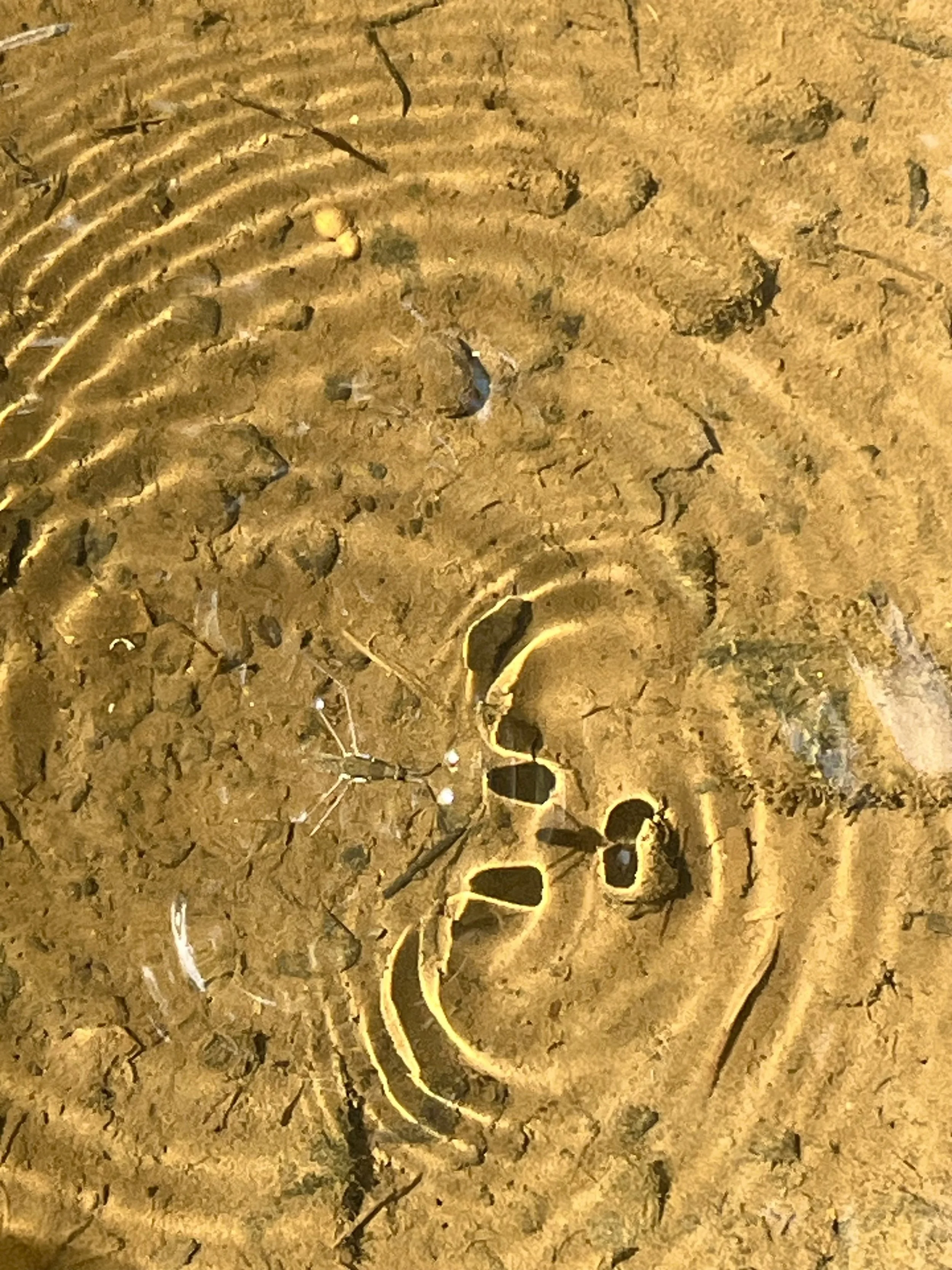  Of Skimmers and Shadows   
While hiking along the banks of Alexauken Creek in West Amwell, N.J., I came upon a shallow pool rippling with water striders. The angle of the sun distorted their shadows, creating this cool optical illusion. Reflect on t