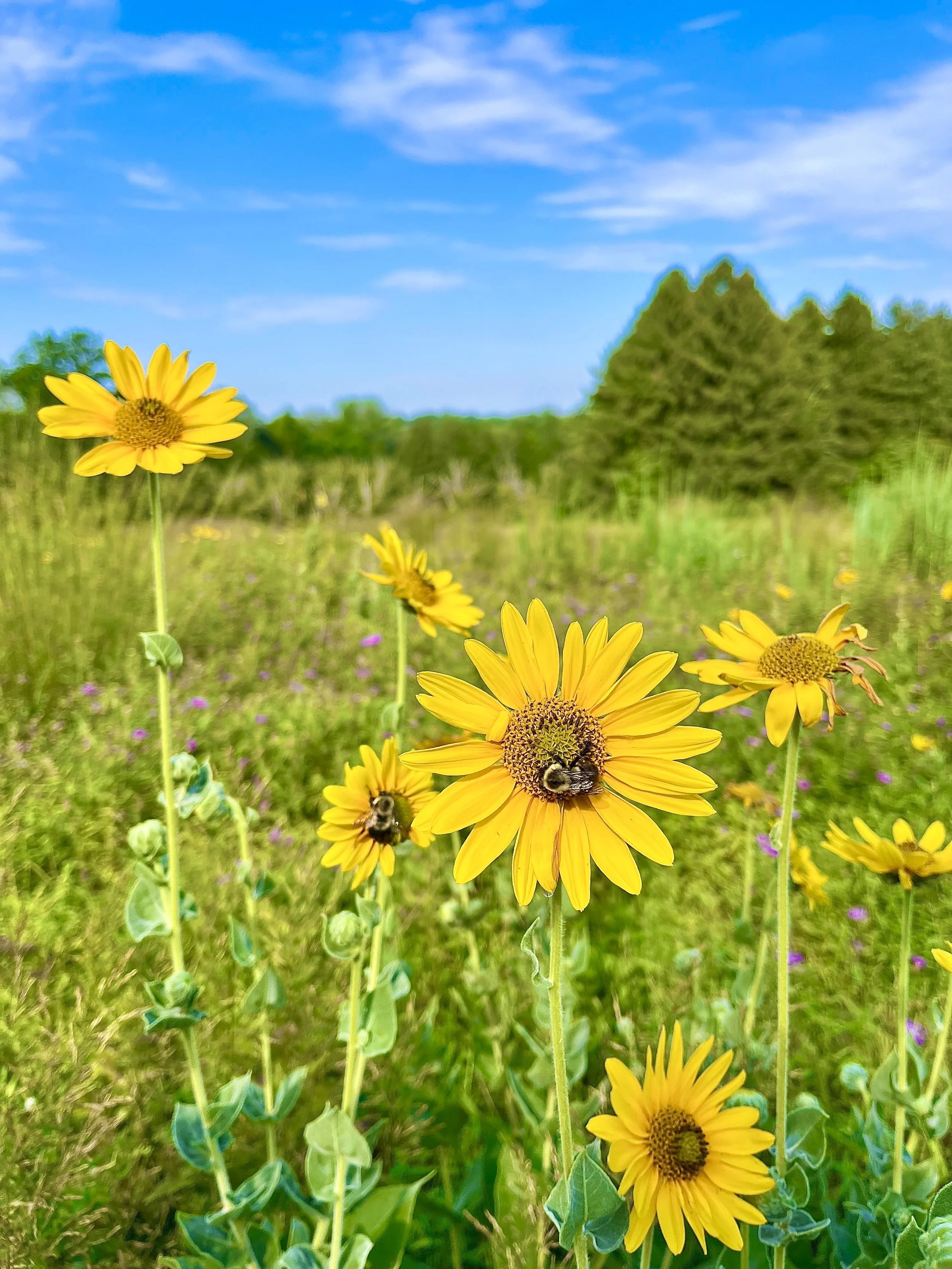  Spring Cadence    
The Princeton Poetry Trail is among my most cherished escapes. The one-mile loop meanders through an exquisite, biodiverse meadow with endless vibrance and texture. The shining Helianthus attract pollinators like these bees, as we