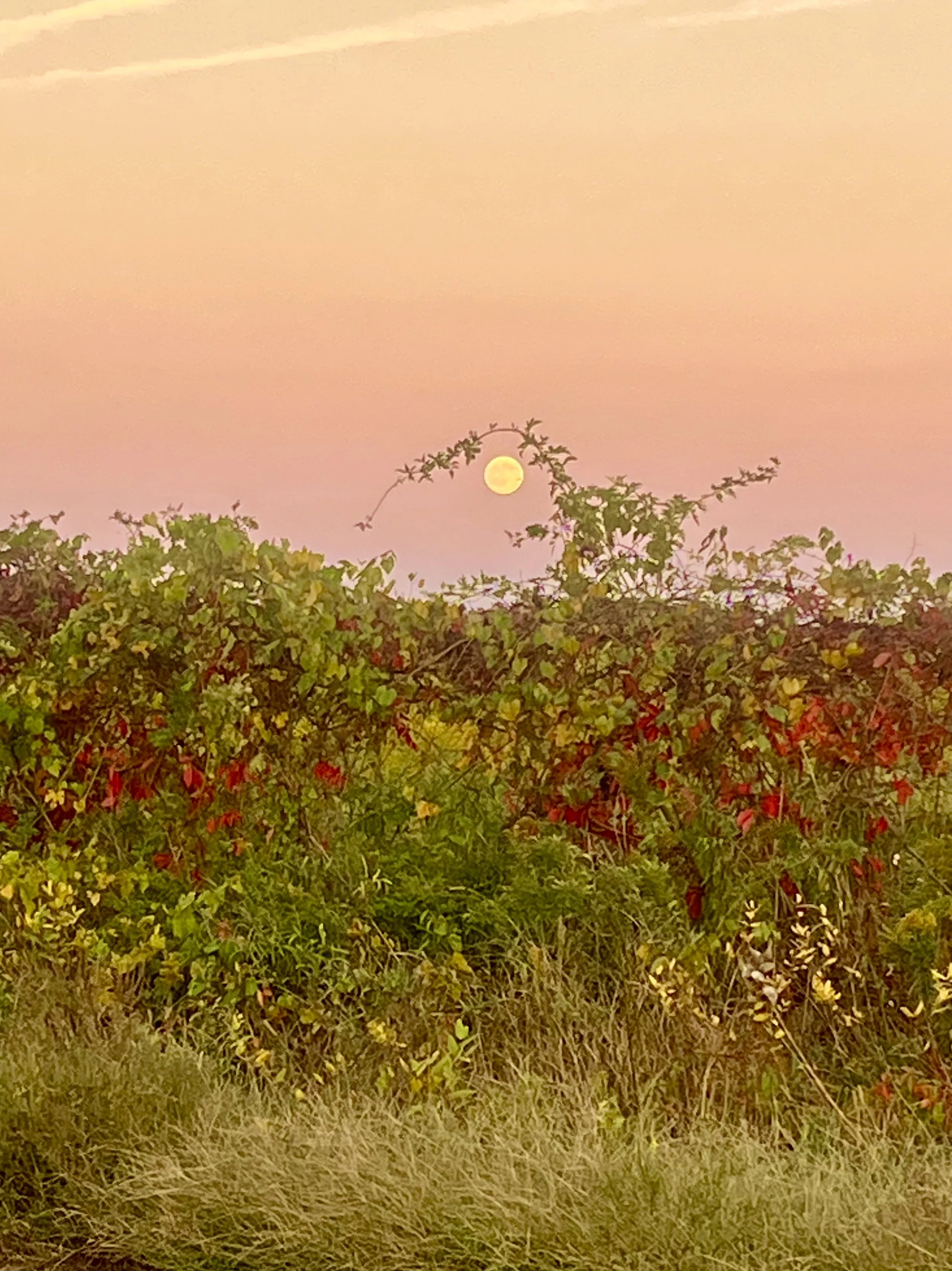  Old Mill Moon  
Doesn’t this photo spark the creative ethos? As this Harvest Moon commandeered the open fields along Old Mill Road in Pennington, I was enchanted by the warmth of the autumn colors and artistry of the curling vines. How can you not d