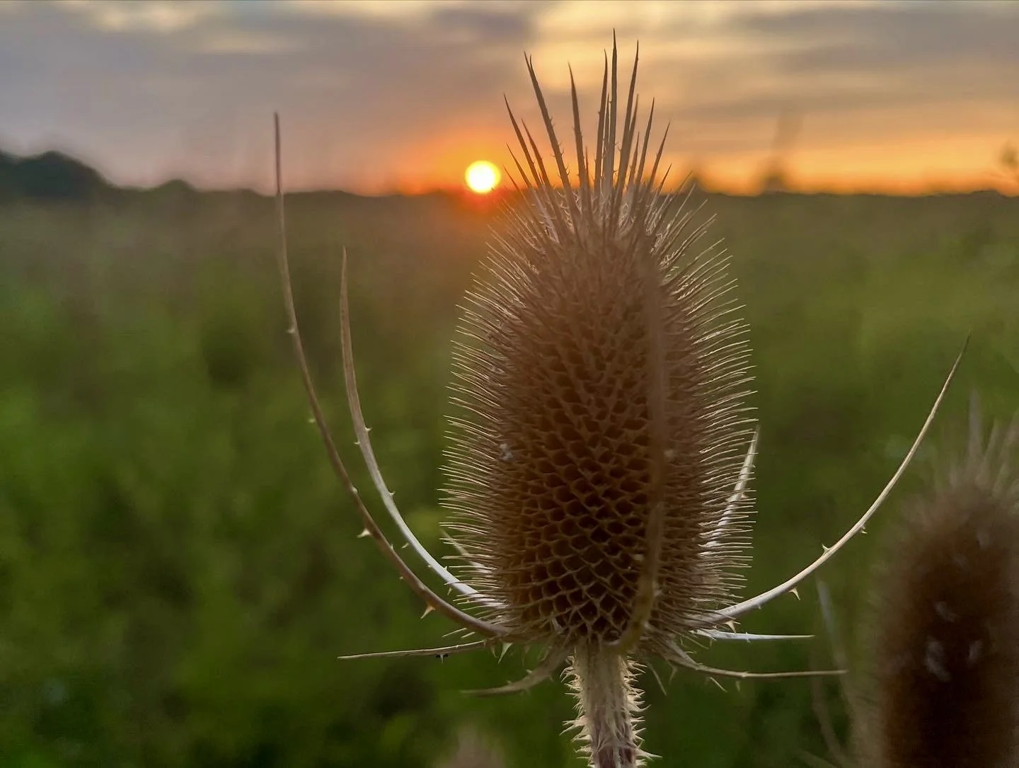  Teasel at Sunset   
I have long been fascinated by these spiky cone-shaped plants that rise up in abundance across the fields I frequent. They bloom purple in the spring, and their unique shape and design inspire awe in the fall. The teasel was once