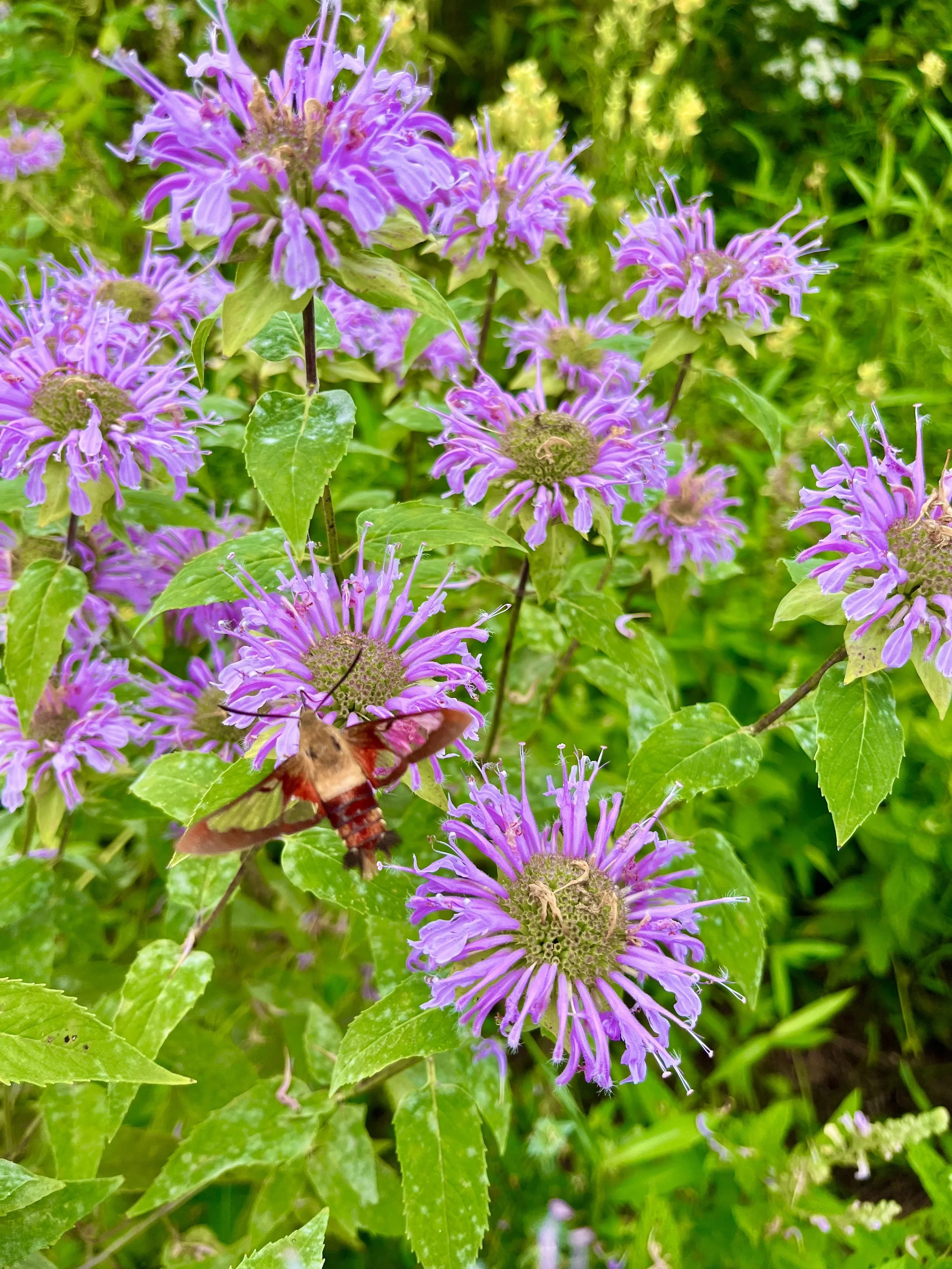  Pollinator Obsession  
On July 13, 2025, I started a new tradition — a hike to the top of Baldpate Mountain the morning after my birthday. My inaugural climb was unforgettable. I spent several minutes with this Hummingbird Clearwing, zipping through