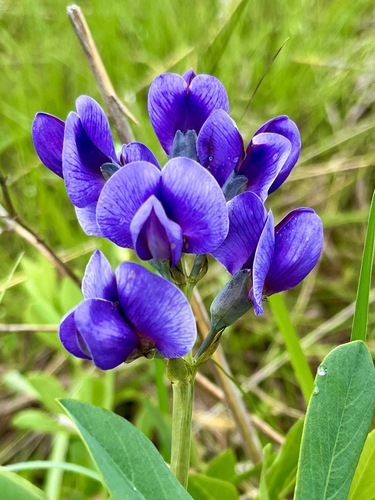  Sweet Pea   
This gorgeous flash of color caught my eye while I was riding my bike in North West Mercer Park. Peavine or Eternal Pea, it reminds me of a miniature iris. The delicate flower petals have three sections: the banner, the wings and the ke