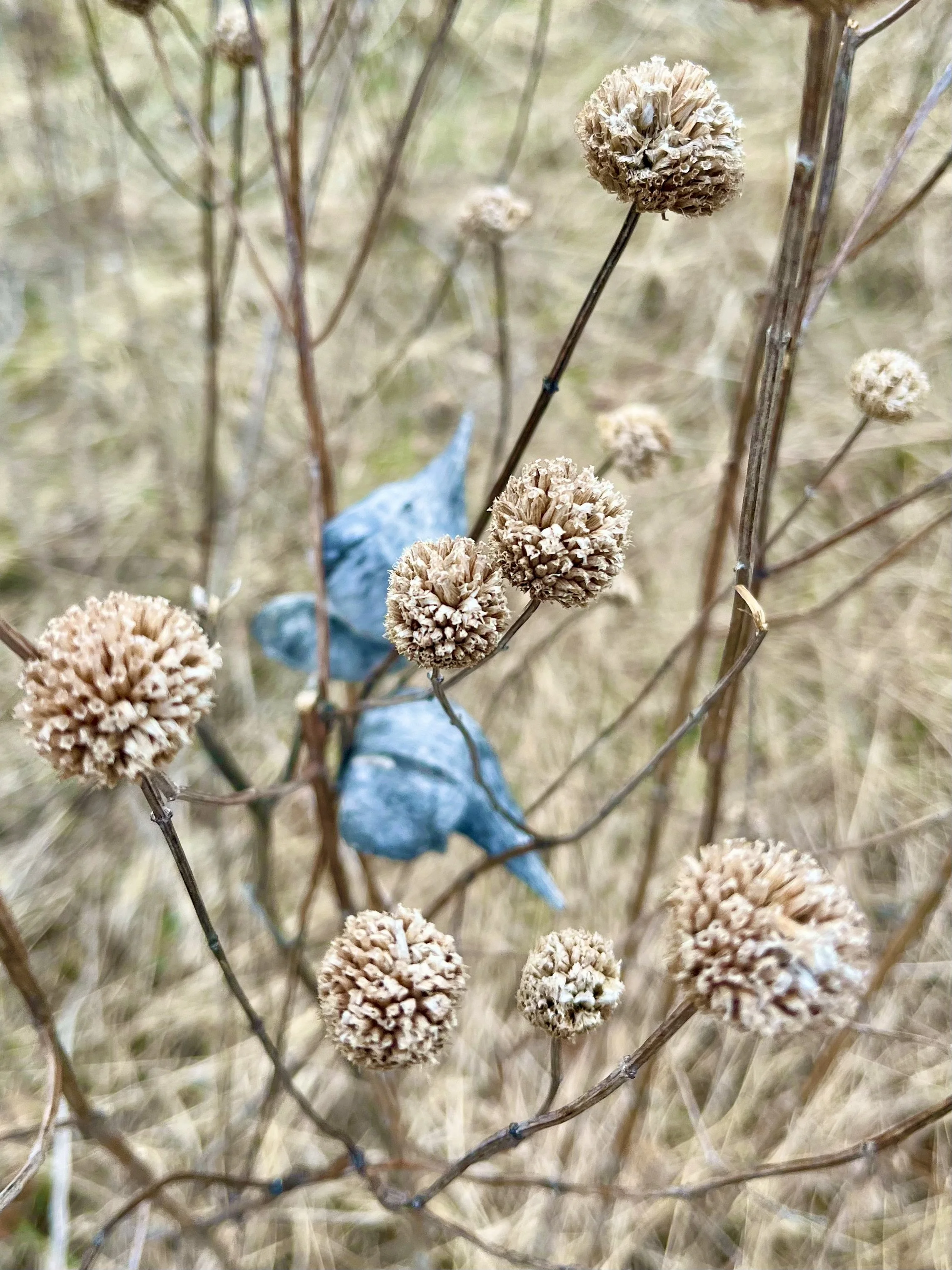  Beyond the Bergamot   
Friday, March 20, 2026, the first day of spring, I felt a pull to St. Michael's Preserve in Hopewell. It had been a long, snowy winter and I was searching for signs of renewal. These dried wild bergamot globes, set off by slat