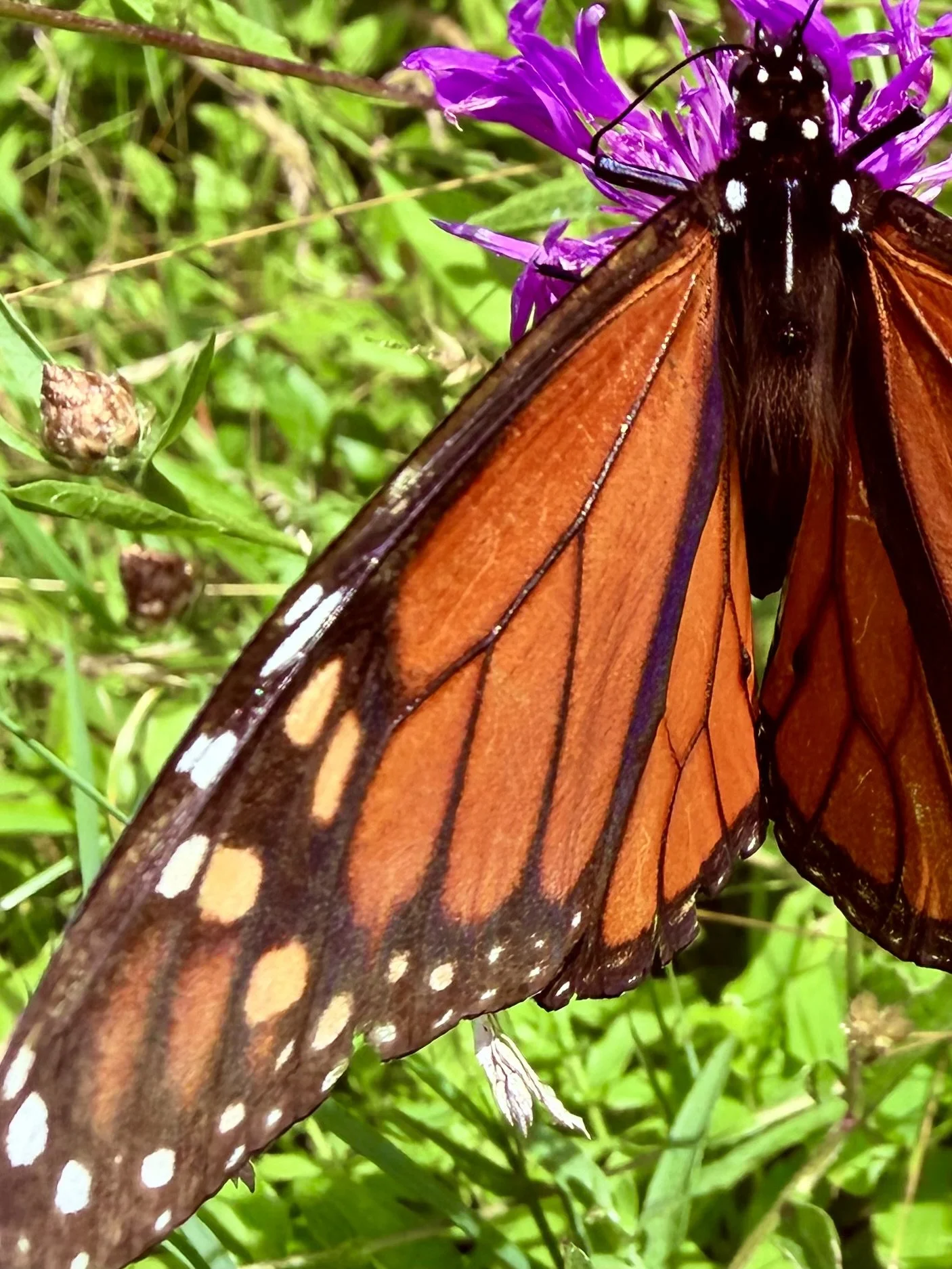  Stained Glass   
Chasing butterflies seems so cliché. But, in fact, I was doing just that one summer morning on the Princeton Poetry Trail. As the sunlight passed through this monarch's burnt amber wings, it illuminated the most intricate details of