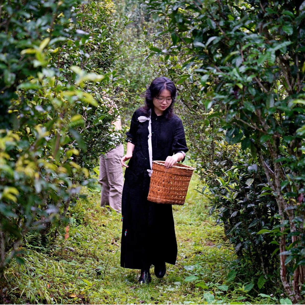  A Start-up Brand Chases a New Generation of ‘Tea Friends’ and Profits for Yunnan Farmers  
This podcast episode takes us to the mountains of Yunnan, China, where high school student Victoria Fang Gao has spent many summers exploring the mysteries of