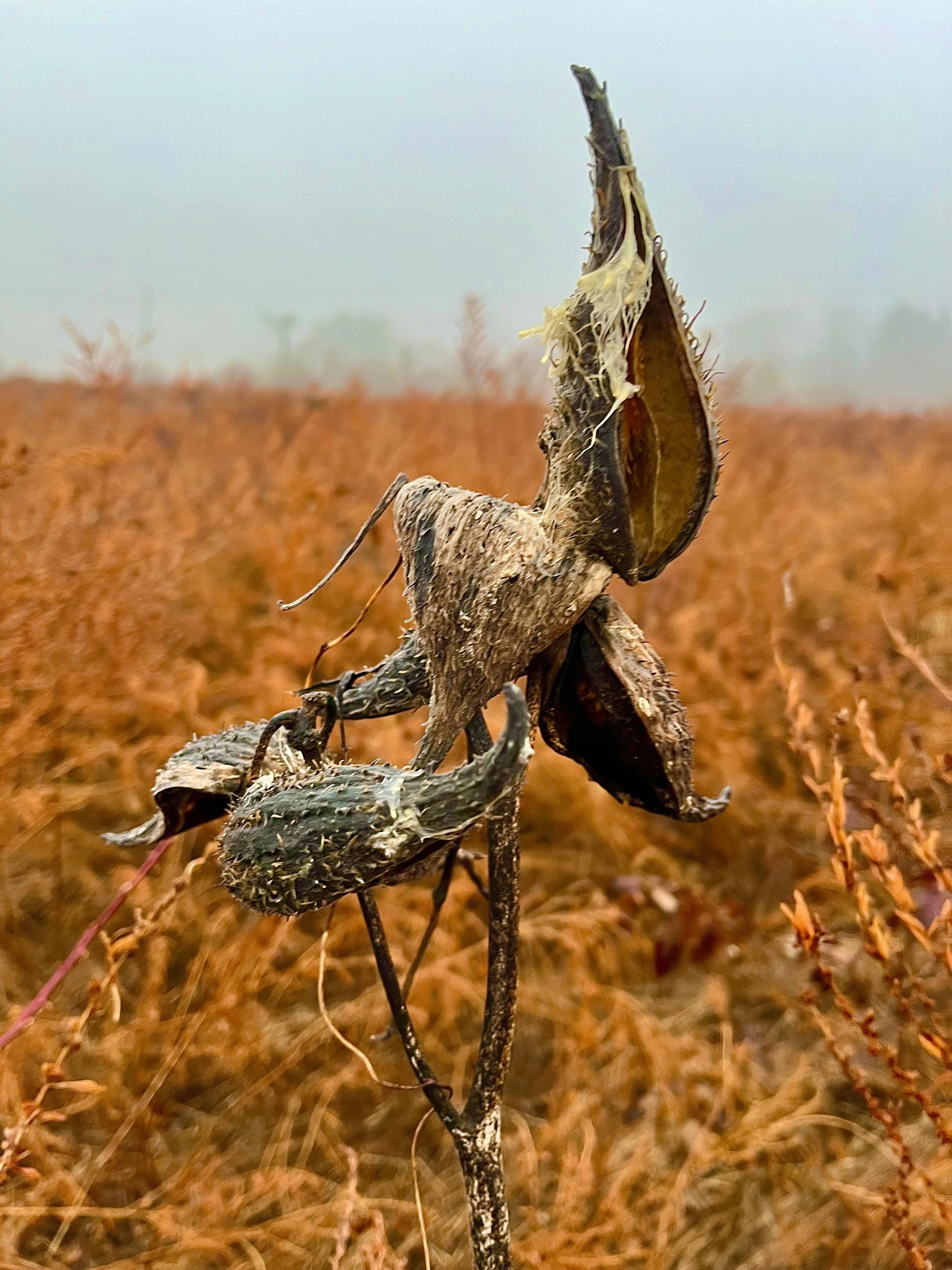  Milkweed Pod  
Architect Frank Lloyd Wright said, “Art is a discovery and development of elementary principles of nature into beautiful forms suitable for human use.” I easily get lost in nature’s architectural curves and designs. Nature is art. Cli