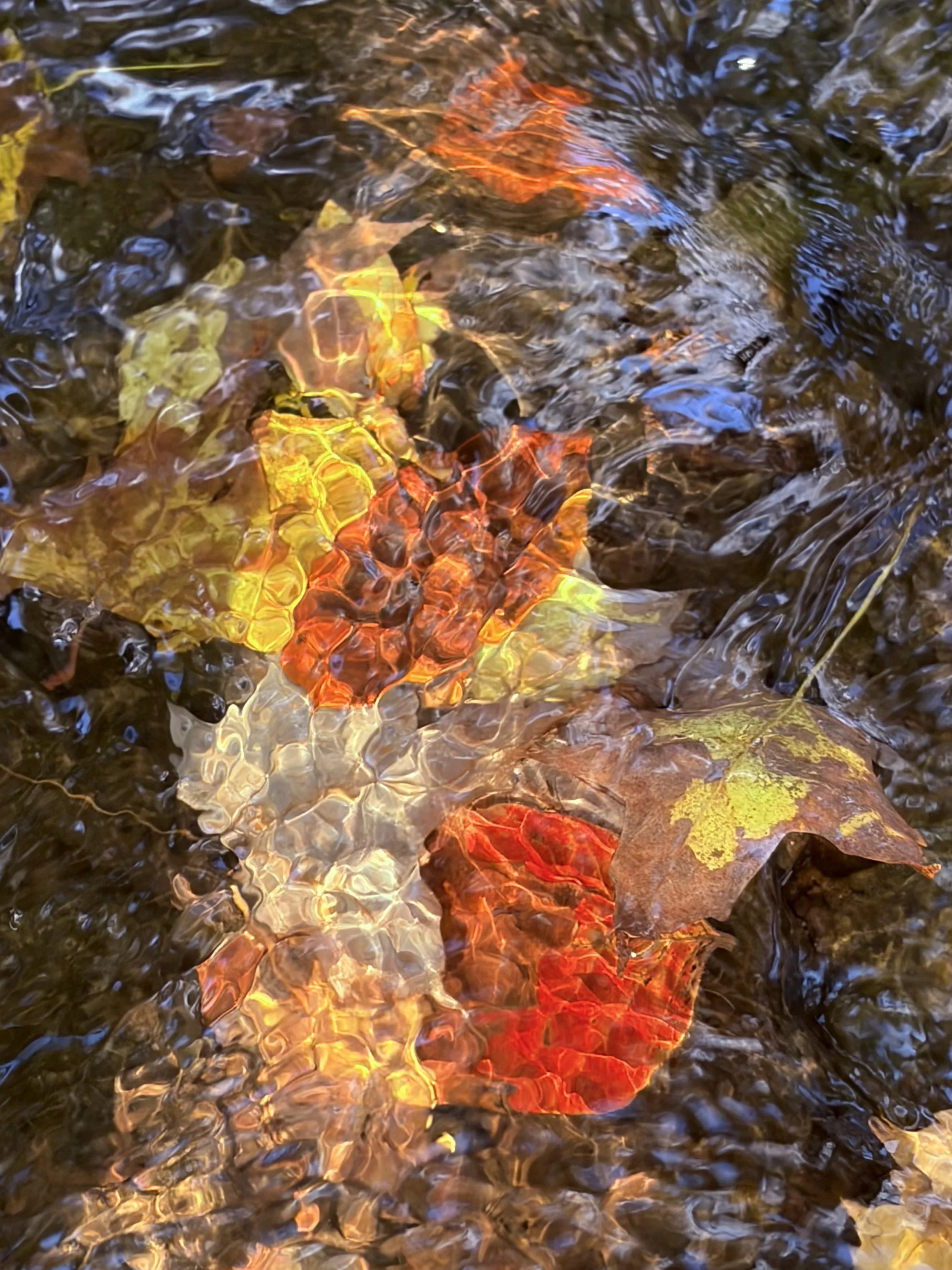  Autumn Under Glass   
This. It is why I never grow weary of visiting my favorite trails and woods week after week, month after month. I believe this may be my favorite photo of all time, which is quite a declaration given my woodsy wanderlust. Natur
