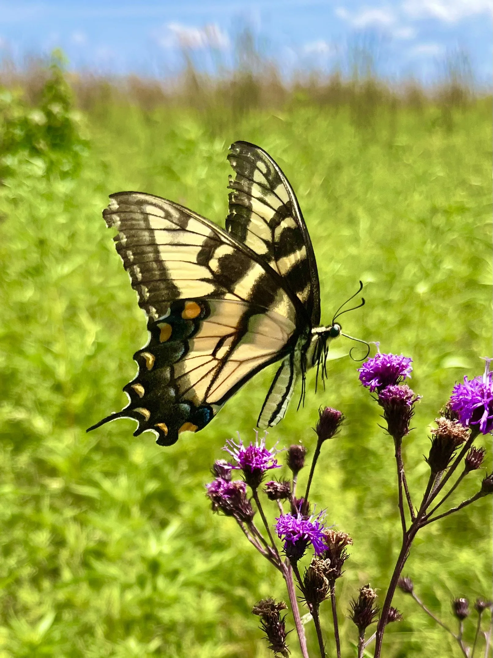  Art Aflight   
This Eastern Tiger Swallowtail took my breath away one August day while I was hiking in North West Mercer Park. The wing mosaic, its darting tongue, the ironweed, abundance of grasses, blue sky and clouds off in the distance add so mu