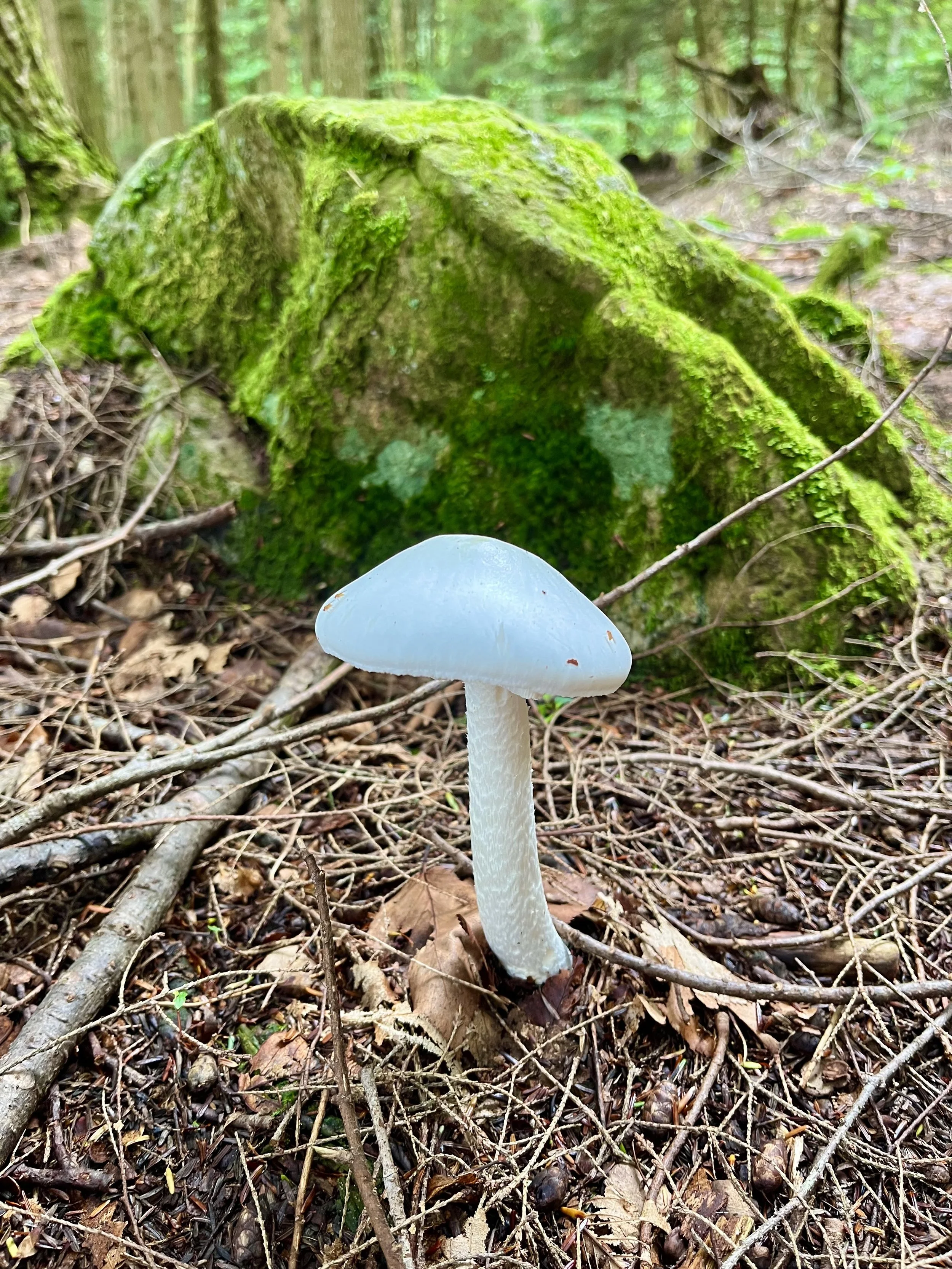  Forest Enchantment  
I spent the first 18 Julies of my life in the Grafton mountains of Upstate New York. My grandparents’ log cabin sat alongside Forest Lake, a one-mile stretch of perfection, surrounded by wild woods. I would play with troll dolls