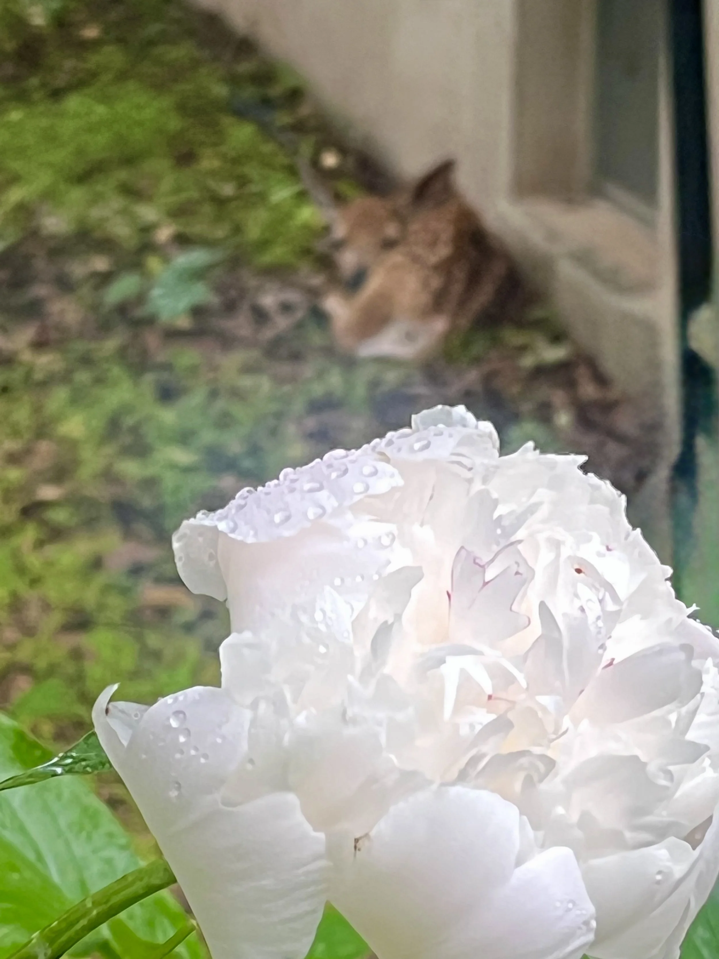  Awaiting Mom's Return  
One morning I stepped outside in the early-morning dew to snip a peony bloom for my kitchen table. I was so focused on my task that I didn’t at first see the visitor watching me from beyond my garden. Precious. Vulnerable. Aw