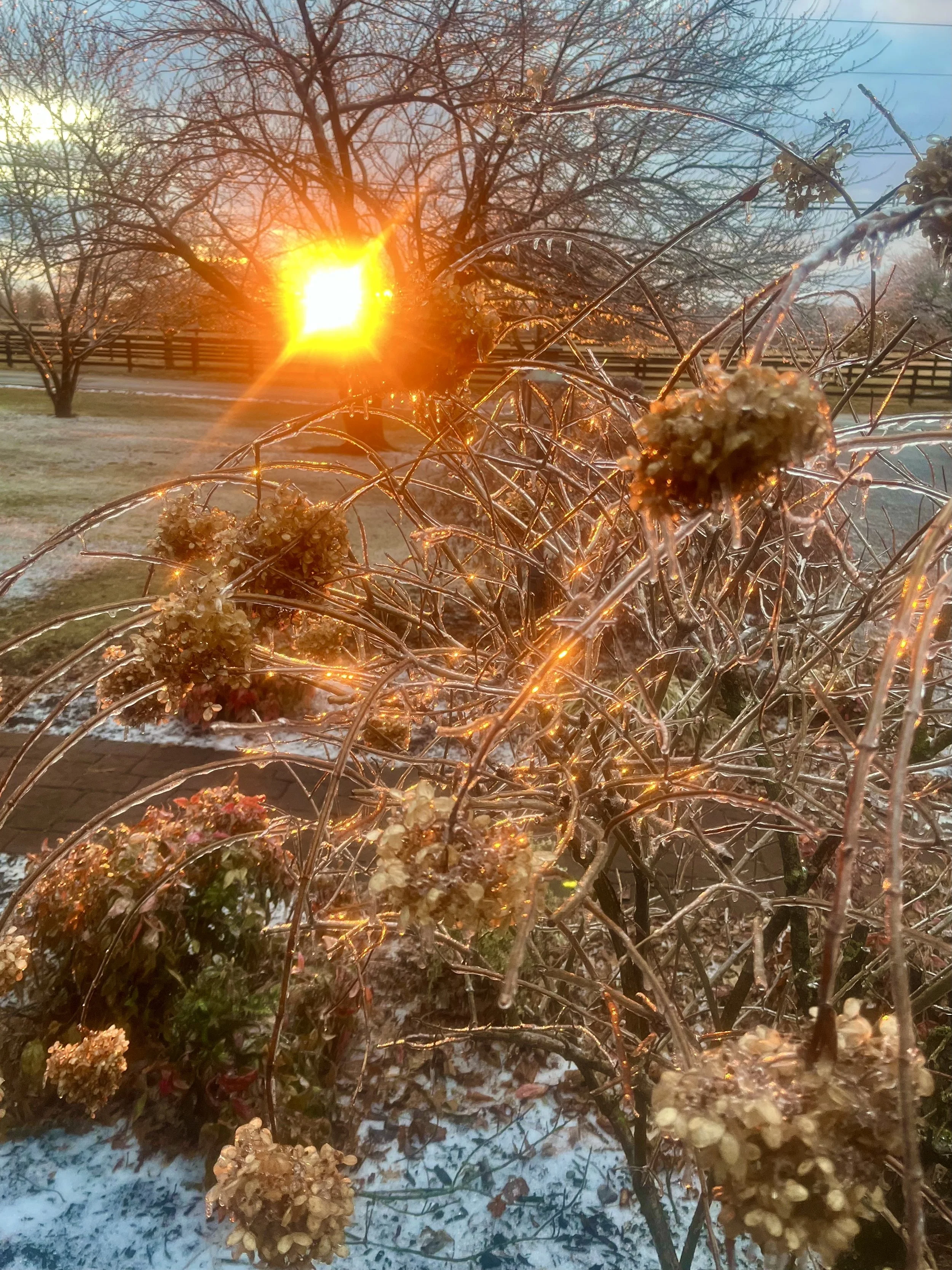  Amber and Gold   
Sometimes, you need only look out your window for transcendence. Living across from a 235-acre horse farm to the west, I am often chasing glorious sunset photos out my front door. This winter day, the falling sun set my bush of dri