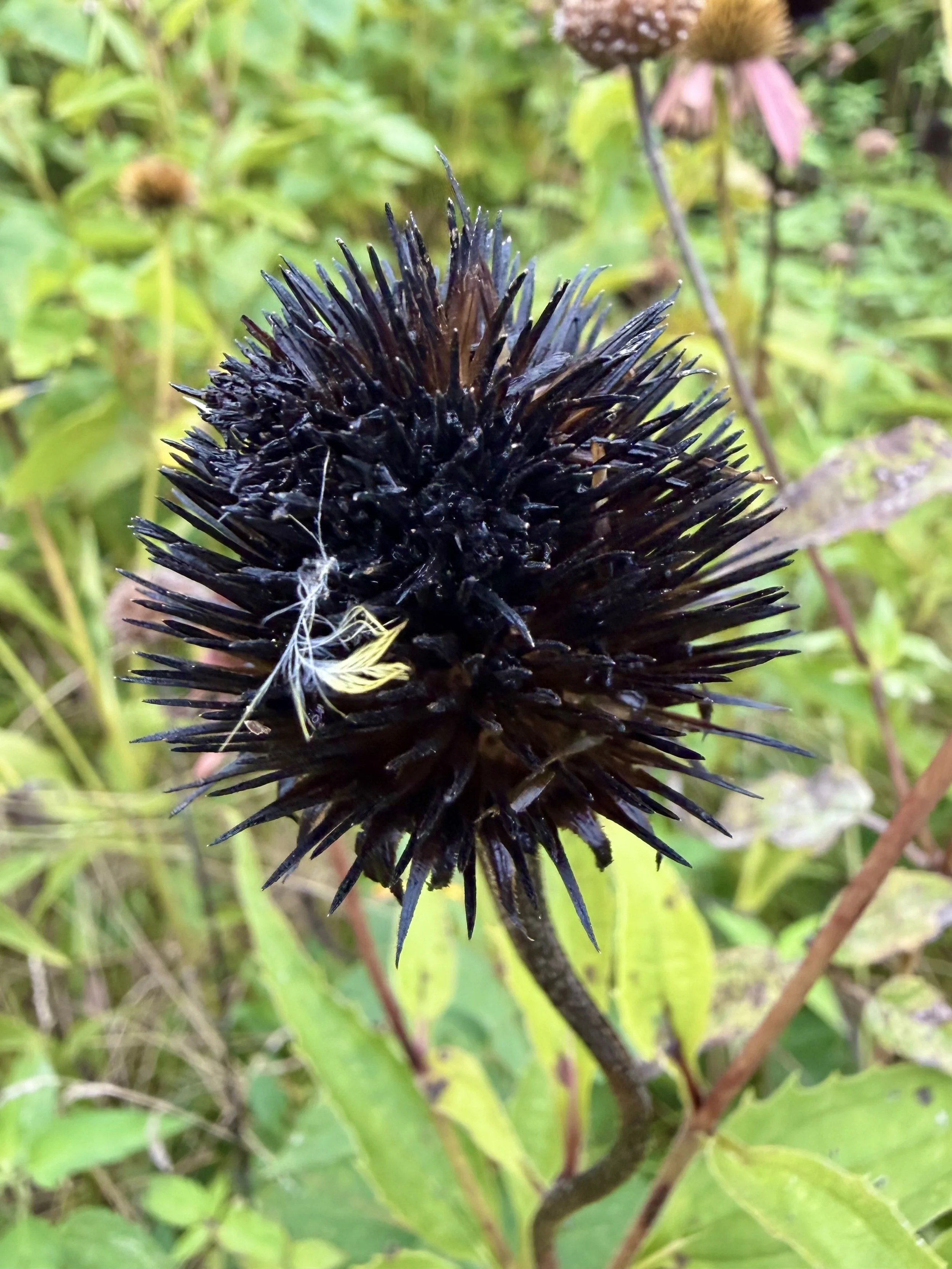  Senescence   
Look at this. That is often my photography inspiration. I'm not seeking perfection in composition, but instead pausing long enough for the world to become more complicated. Visual storytelling teaches me how to notice. I don't see a de