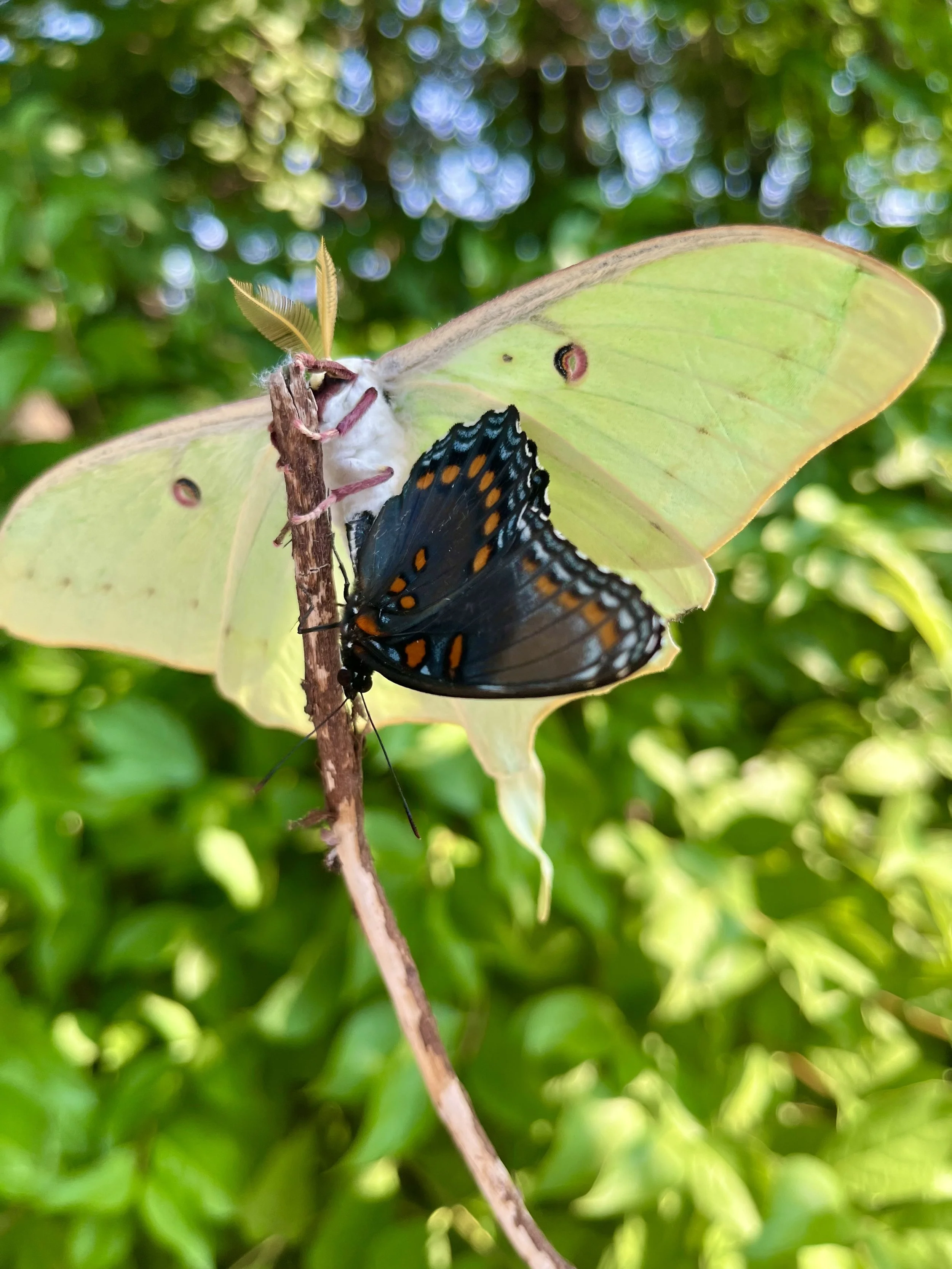  The Admiral and the Luna  
Nature is perpetual wonder. I walked out to get my mail one afternoon and startled a Northern Mockingbird trying to lift this Luna moth, stick attached, off the driveway. As I looked closer, I discovered the Red-spotted Pu
