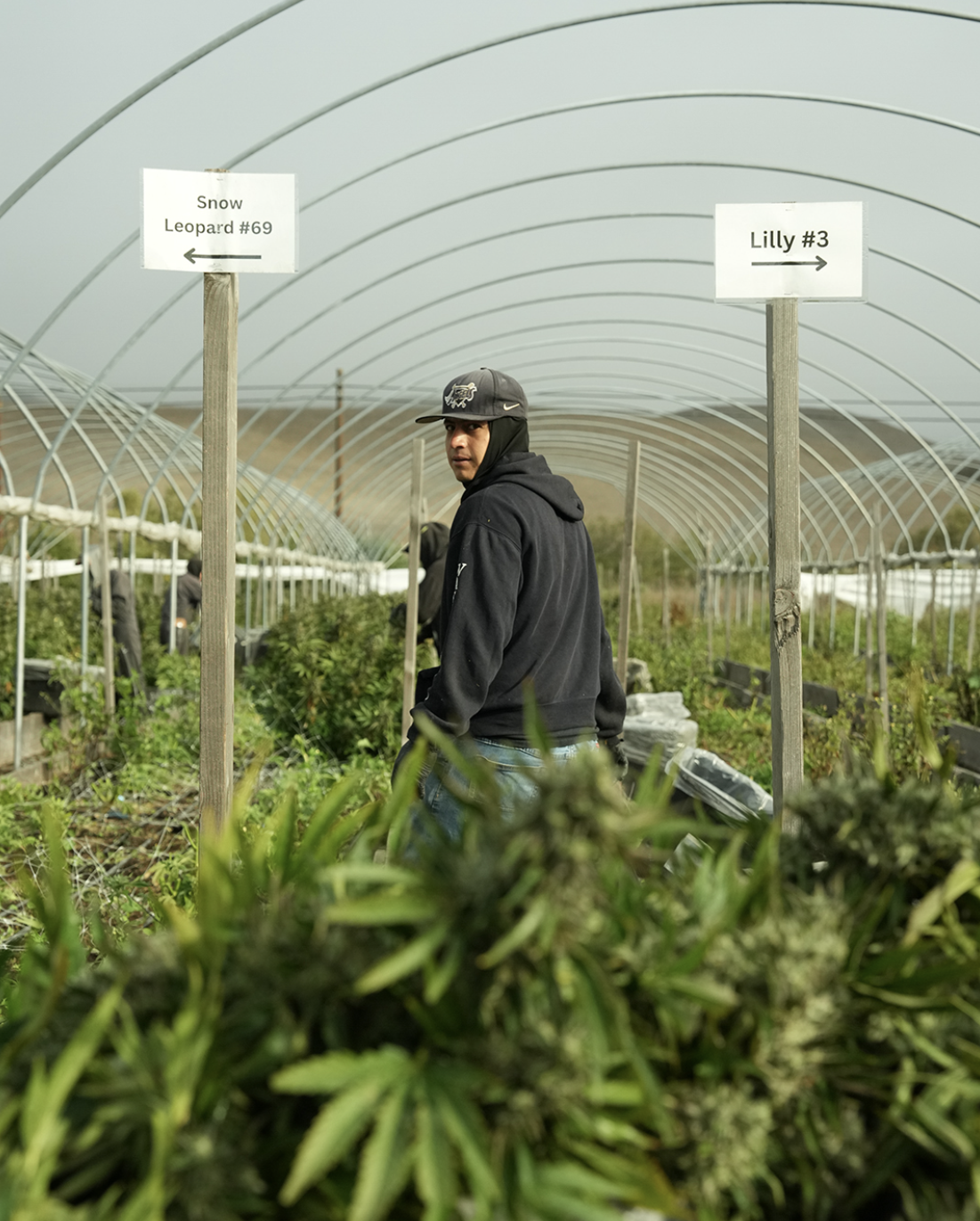 Cannabis grower in mixed-light greenhouse, Central California farm