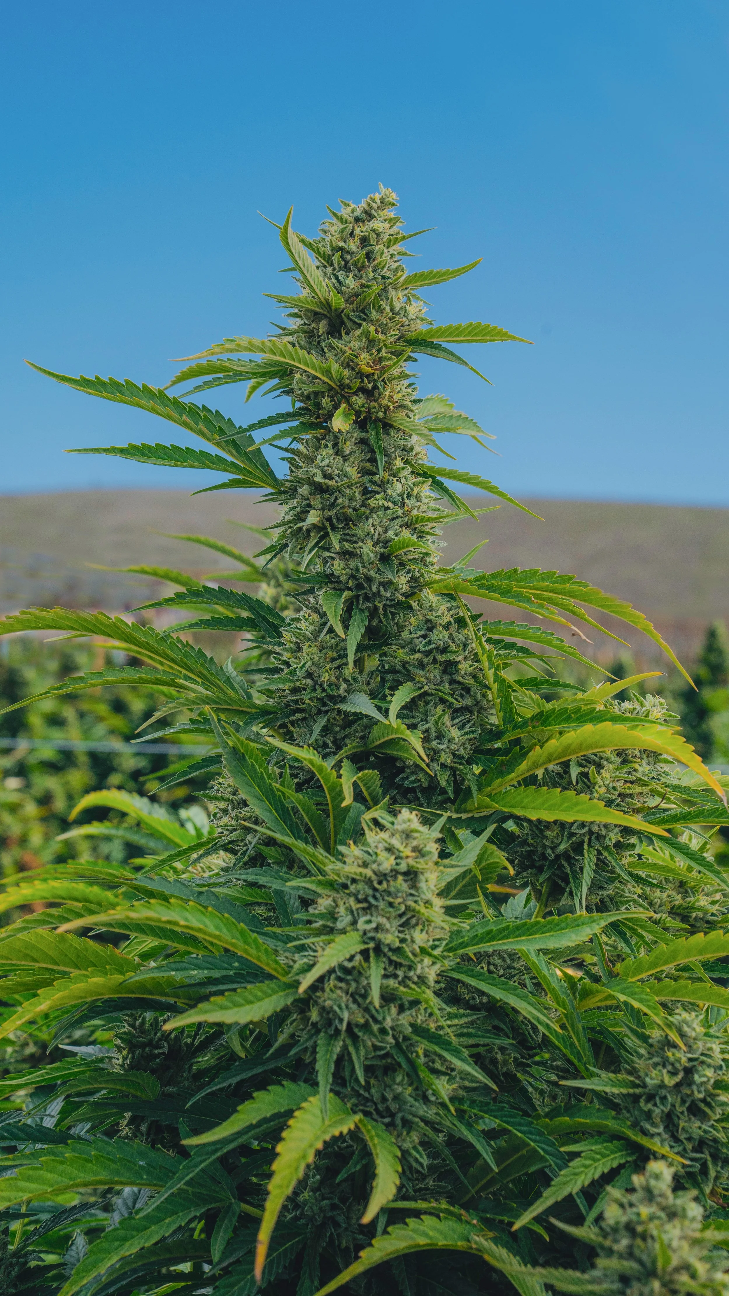 Cannabis plant canopy detail, indoor cultivation California
