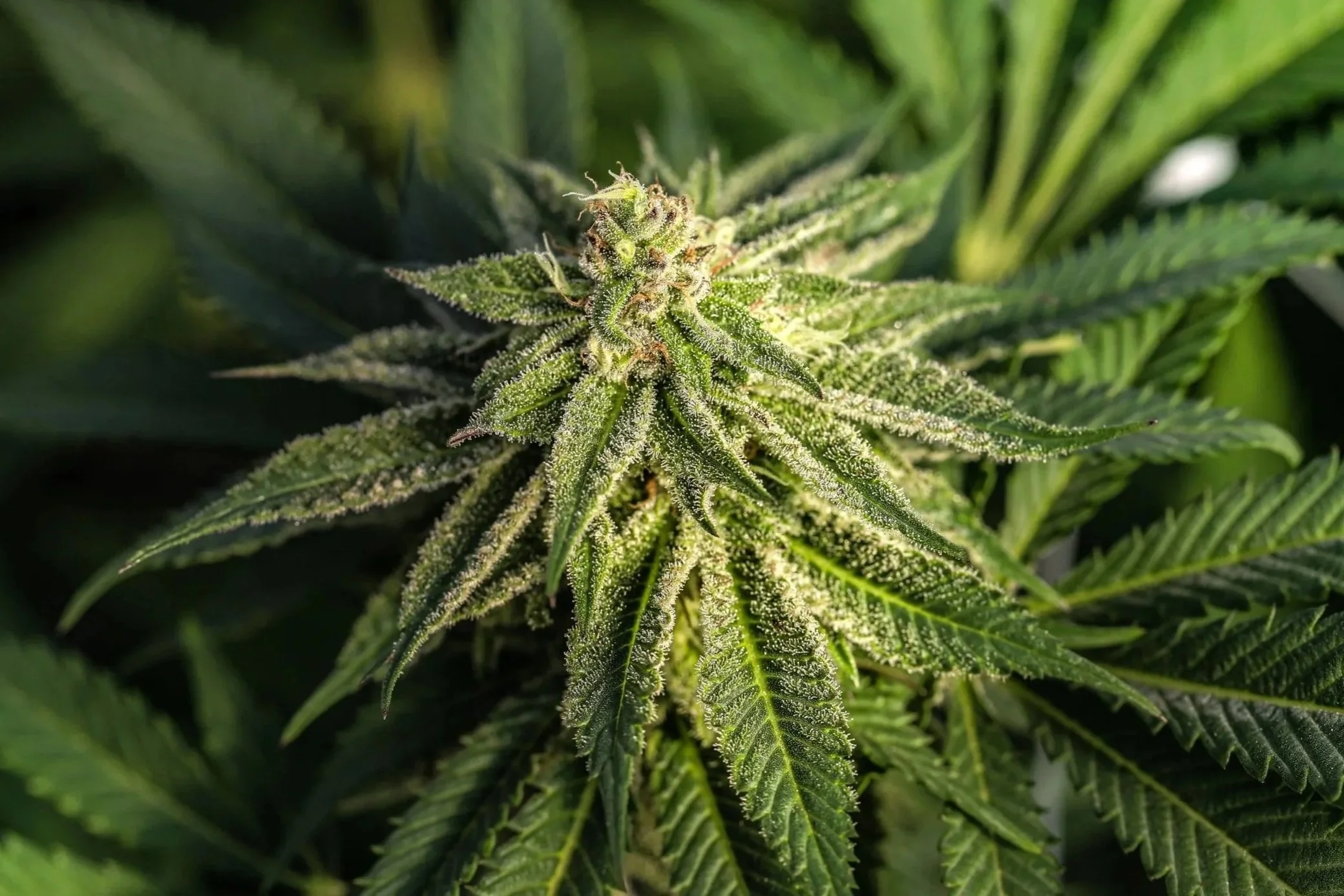 Cannabis plant detail photography, indoor grow California