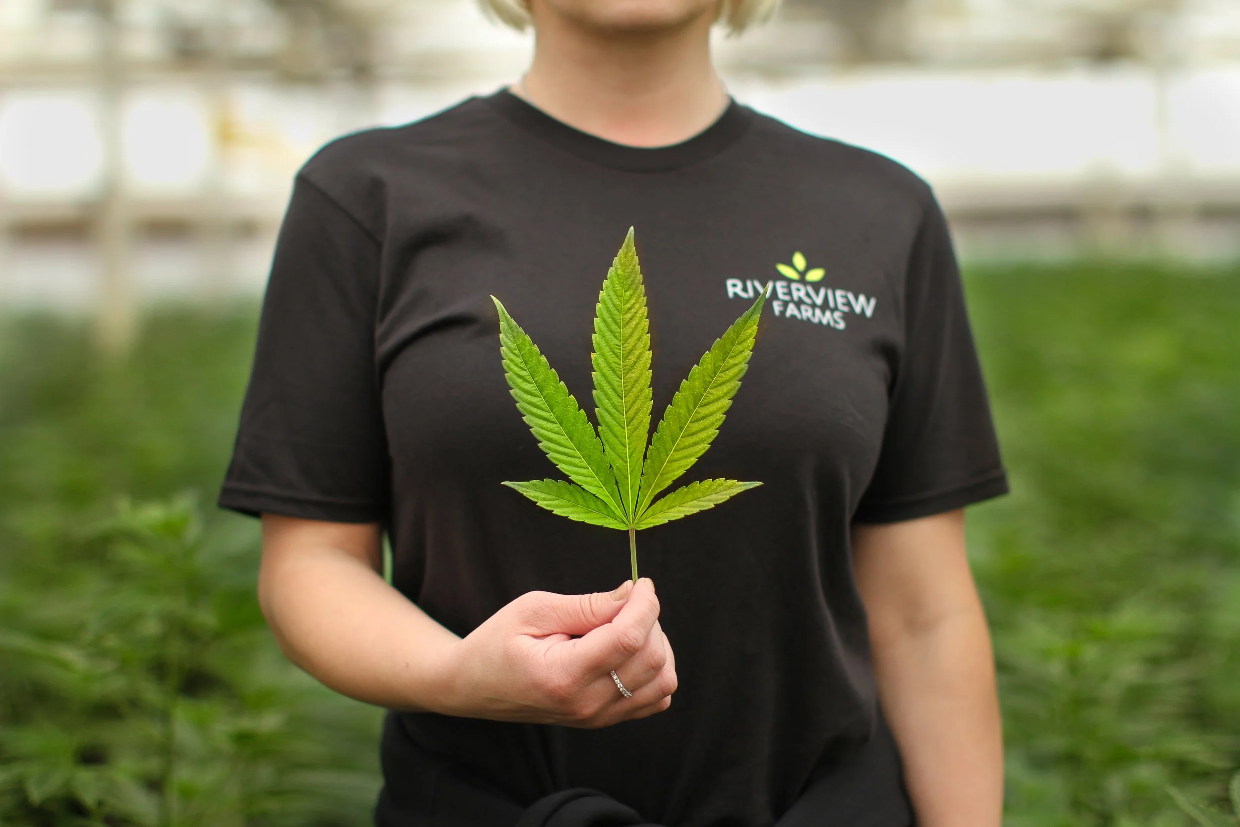 Riverview Farms cannabis brand portrait, California farm photography