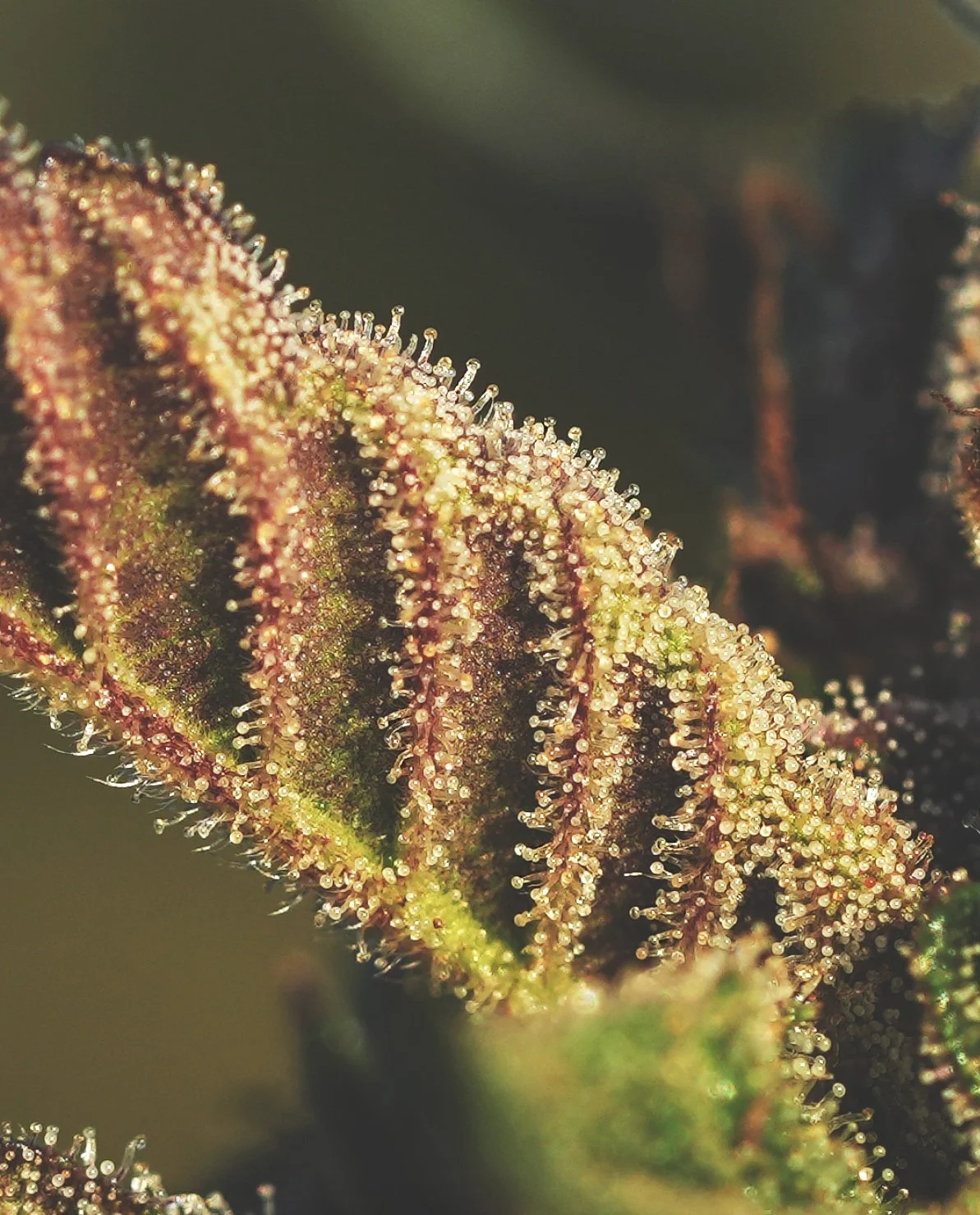 Close-up trichome macro cannabis photography, California cultivation