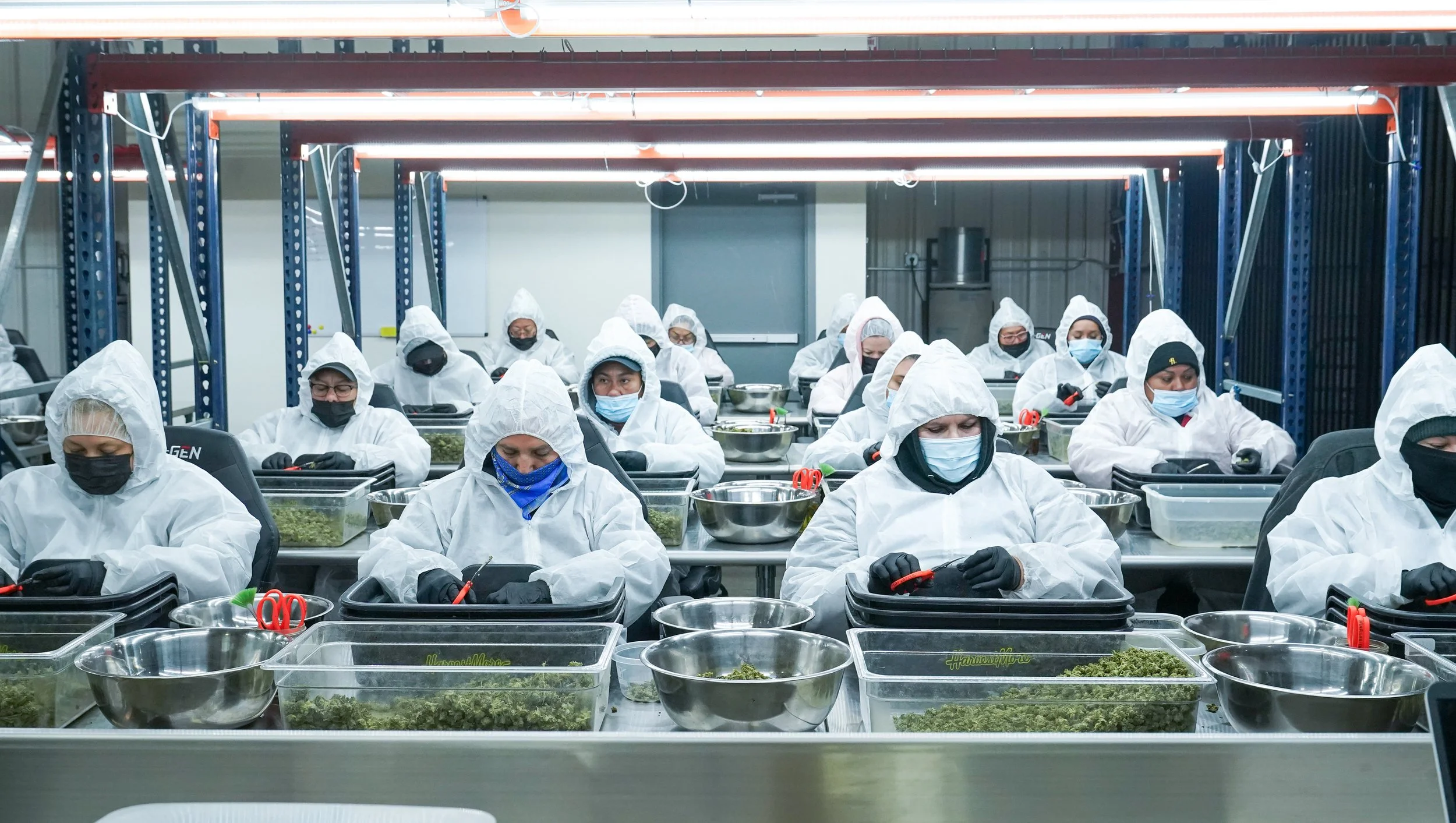 Cannabis harvest and trimming team at California processing facility