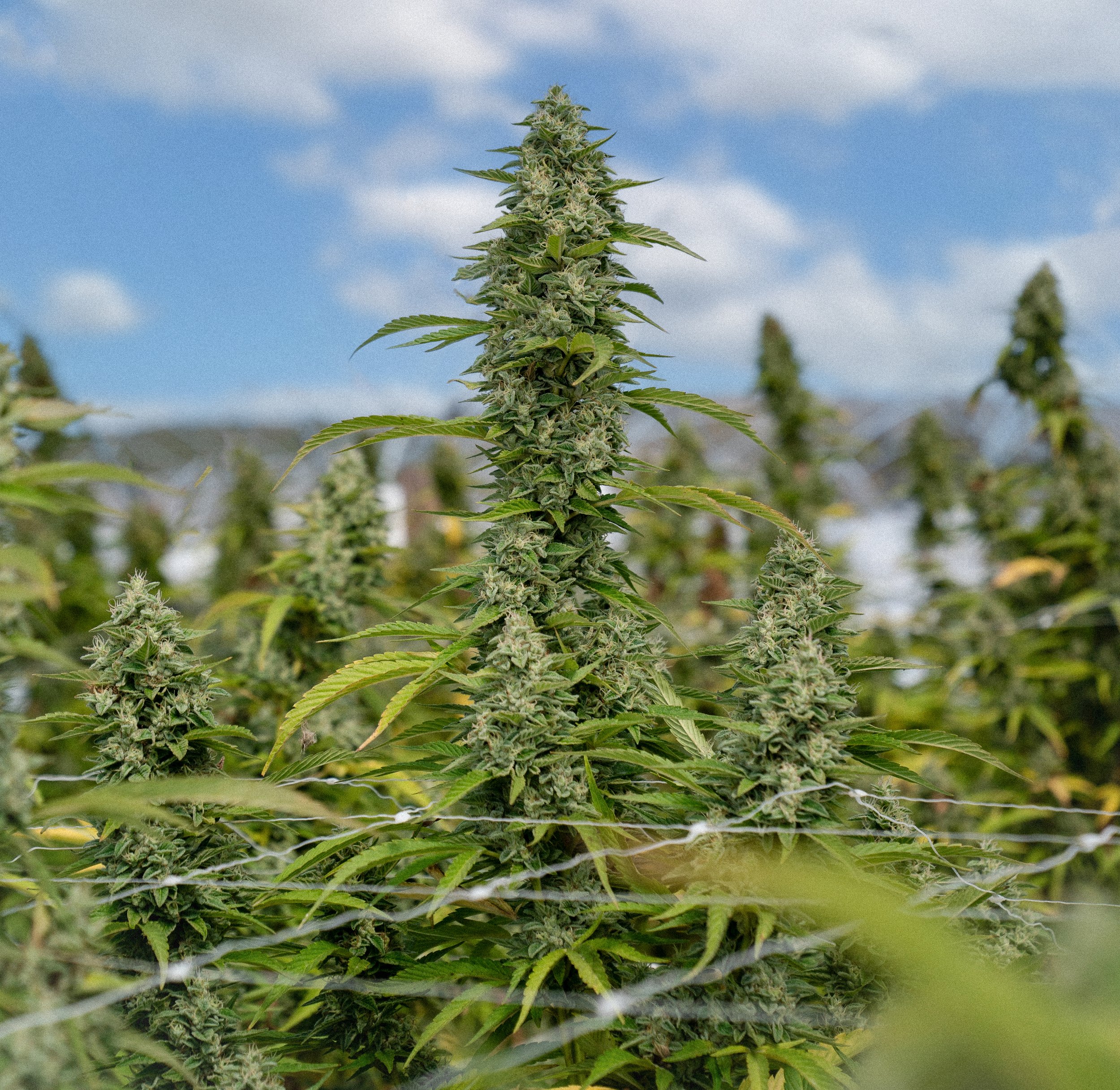 Full cannabis plant in bloom, outdoor California farm