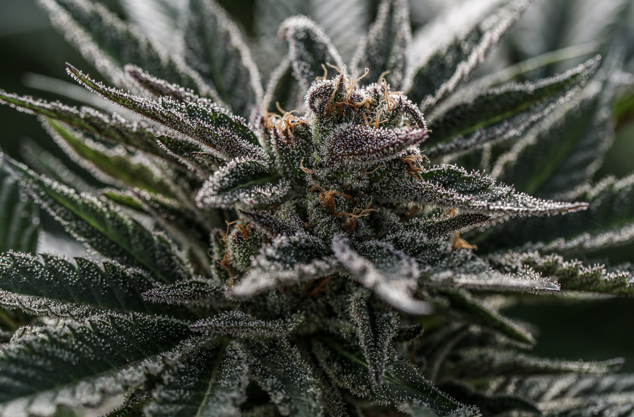 Trichome-rich white cannabis flower macro, California farm photography