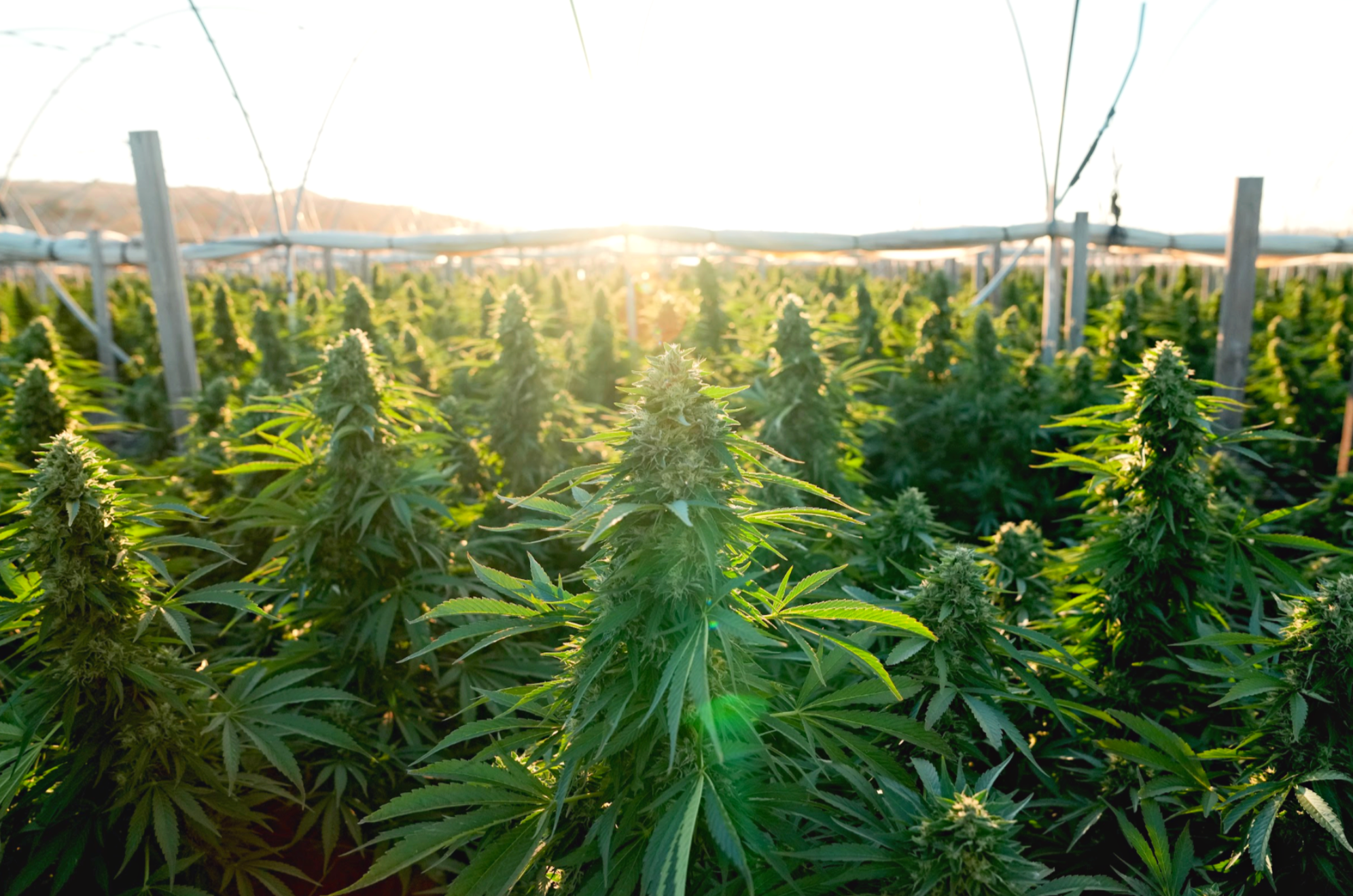 Cannabis greenhouse rows at sunset, Northern California farm