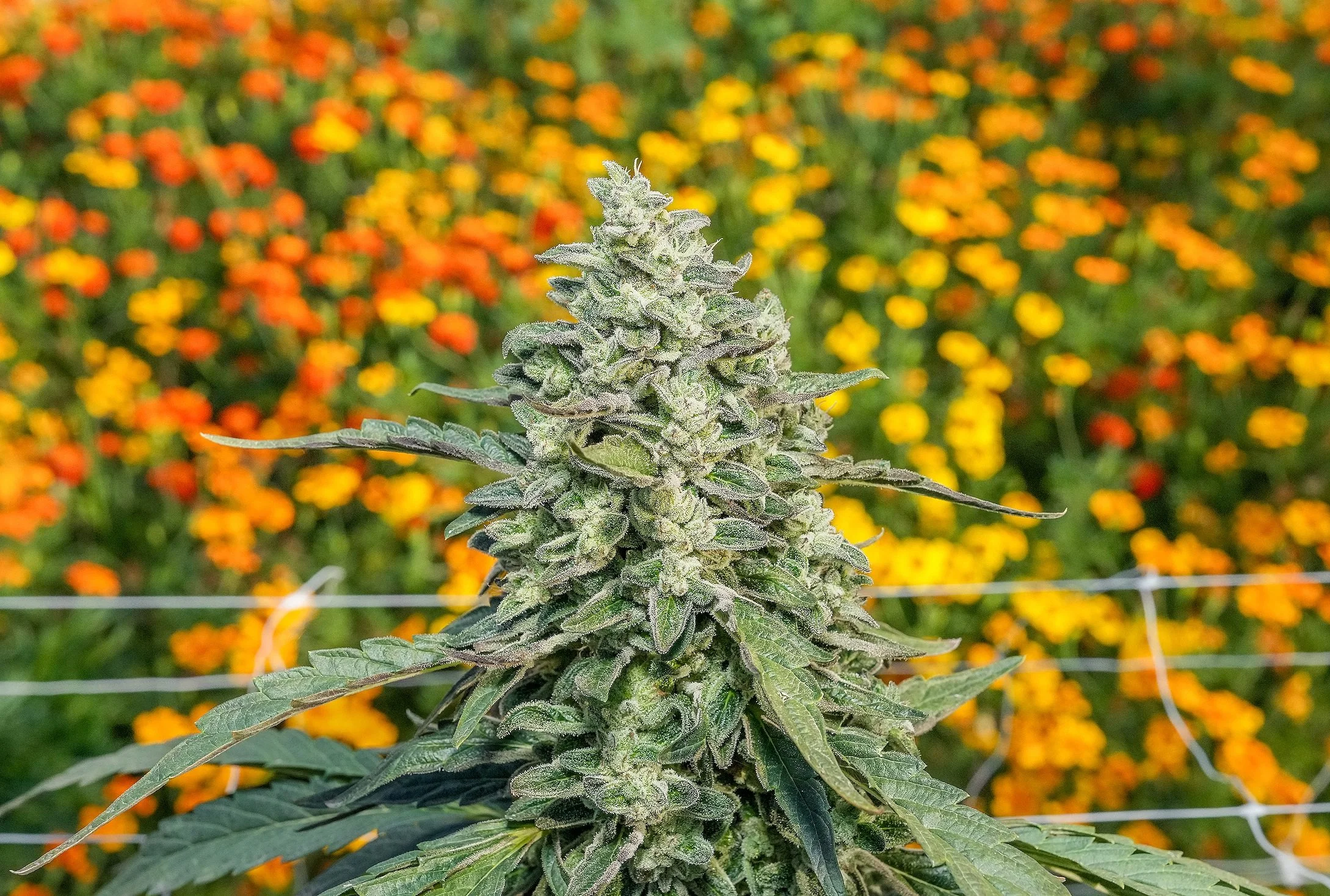 Mature cannabis flower macro shot, outdoor California farm