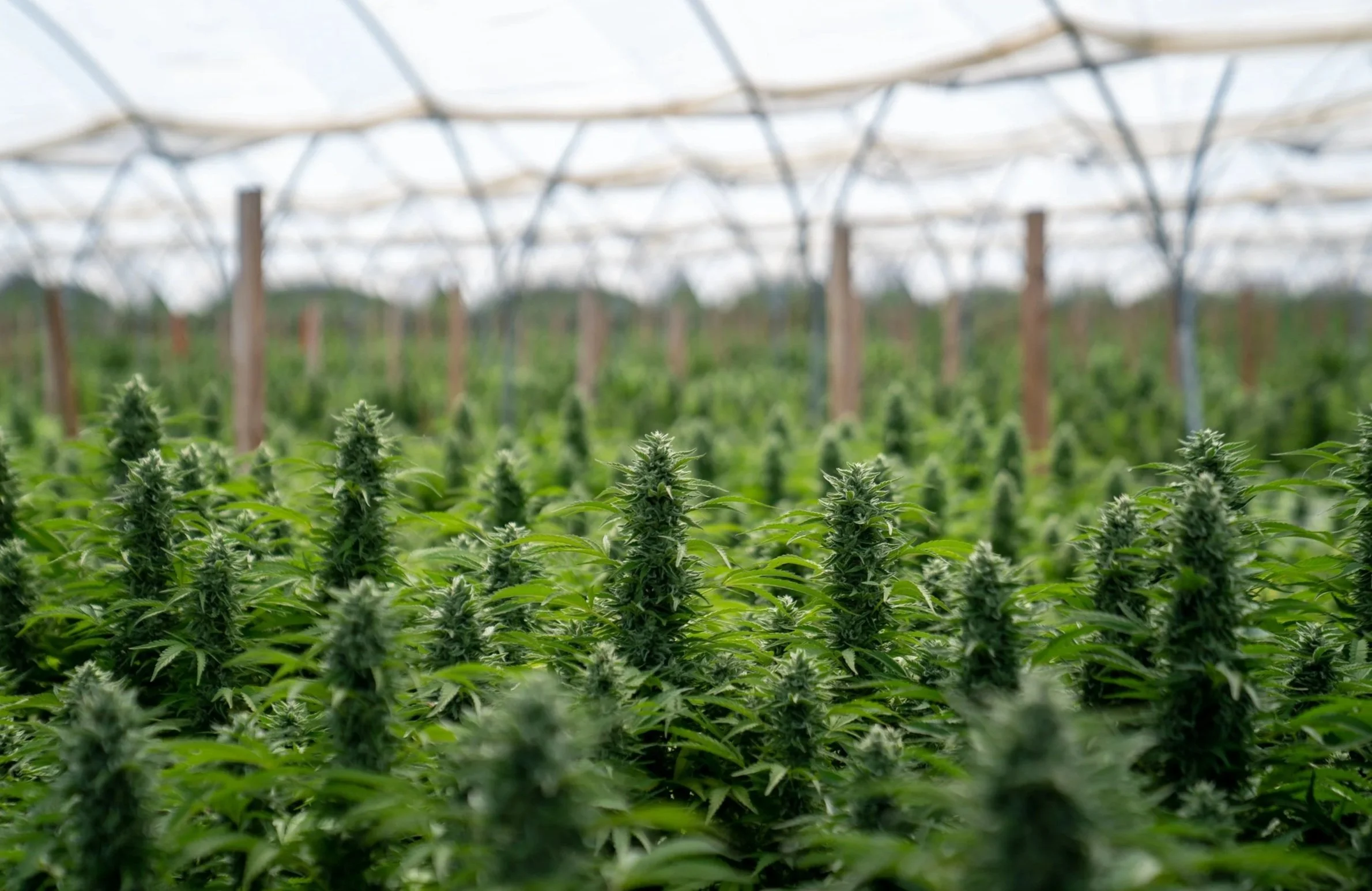 Mixed-light cannabis greenhouse interior, California cultivation farm