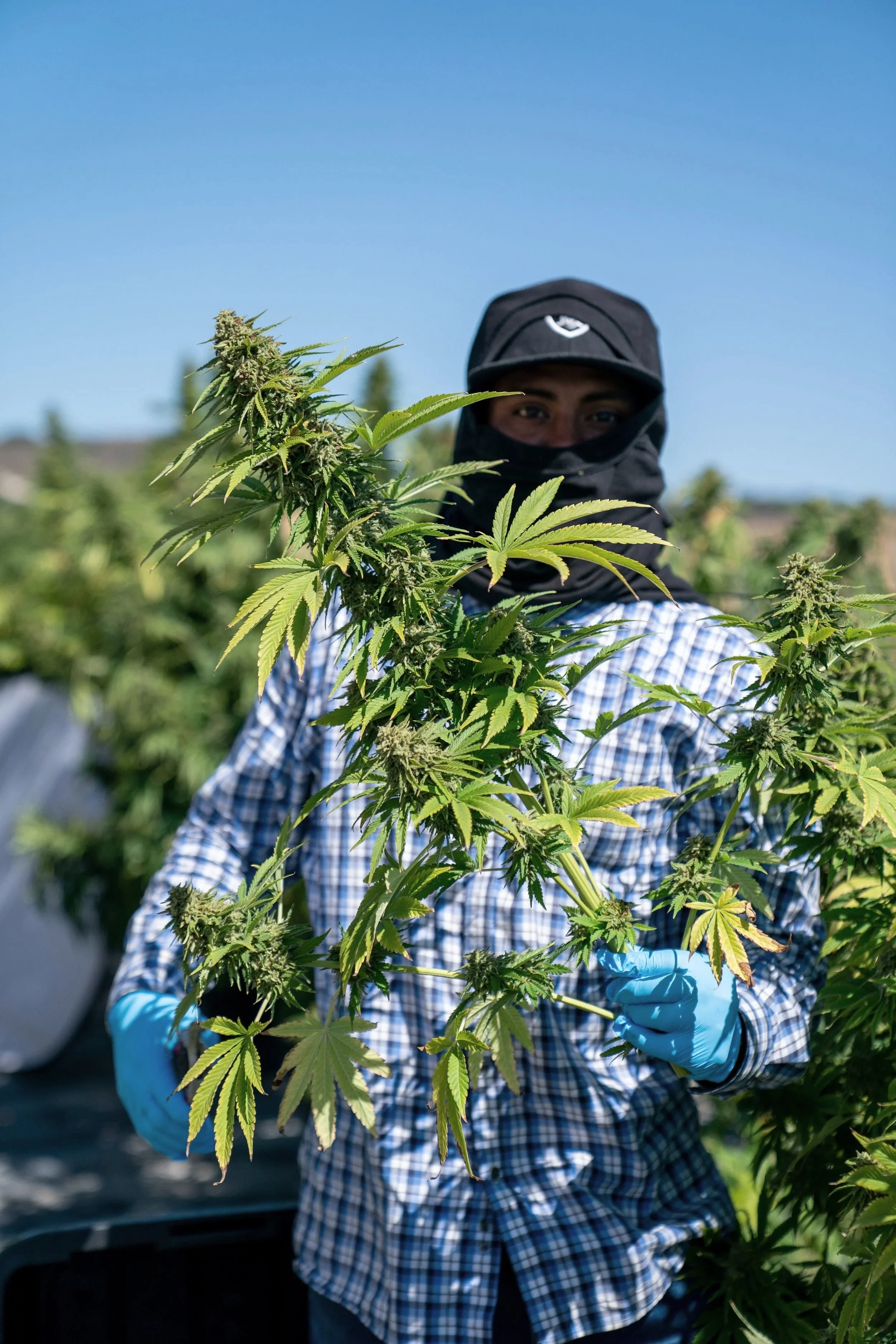 Harvest photography of a cannabis farm worker in California