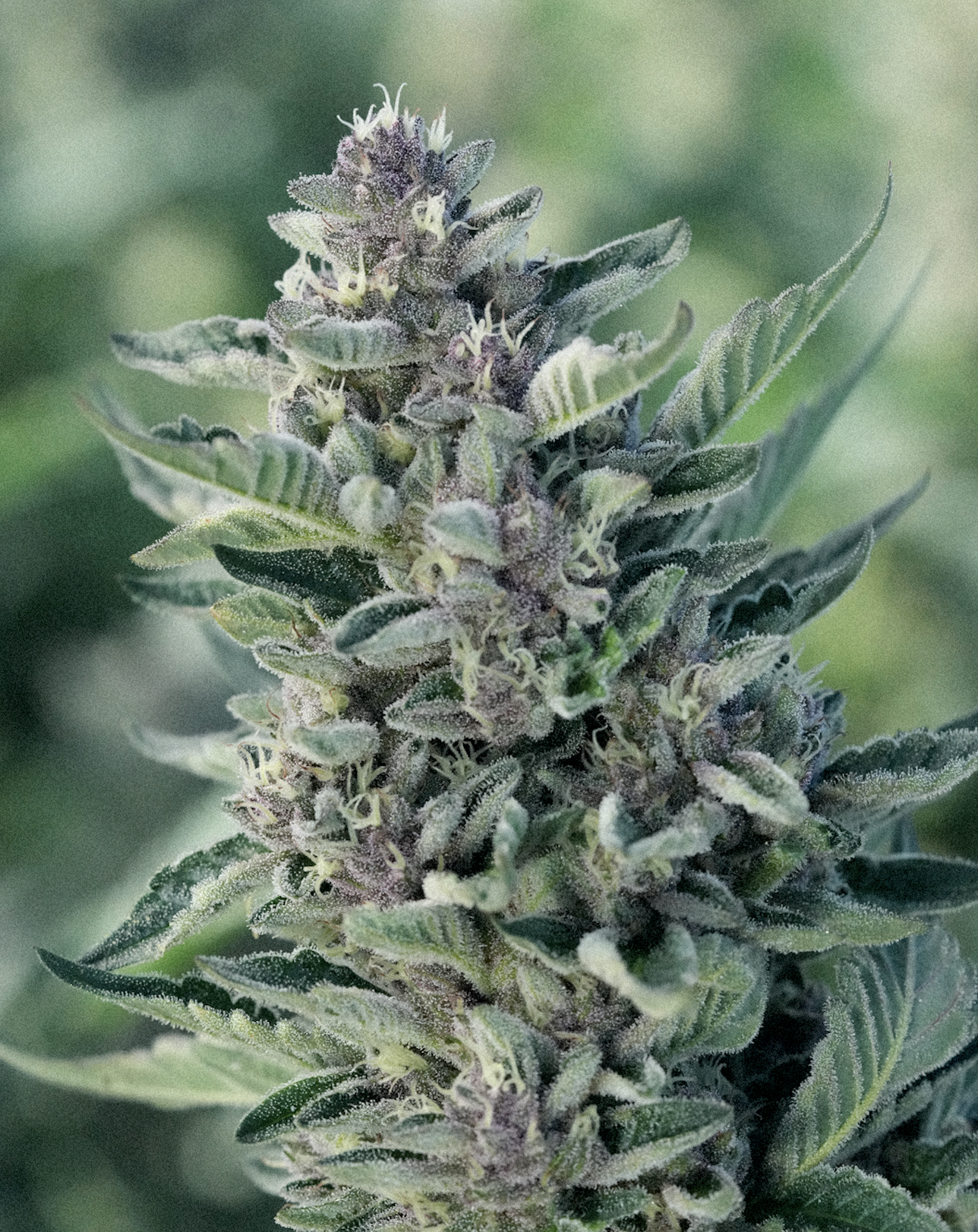 Purple cannabis flower close-up, California cultivation farm