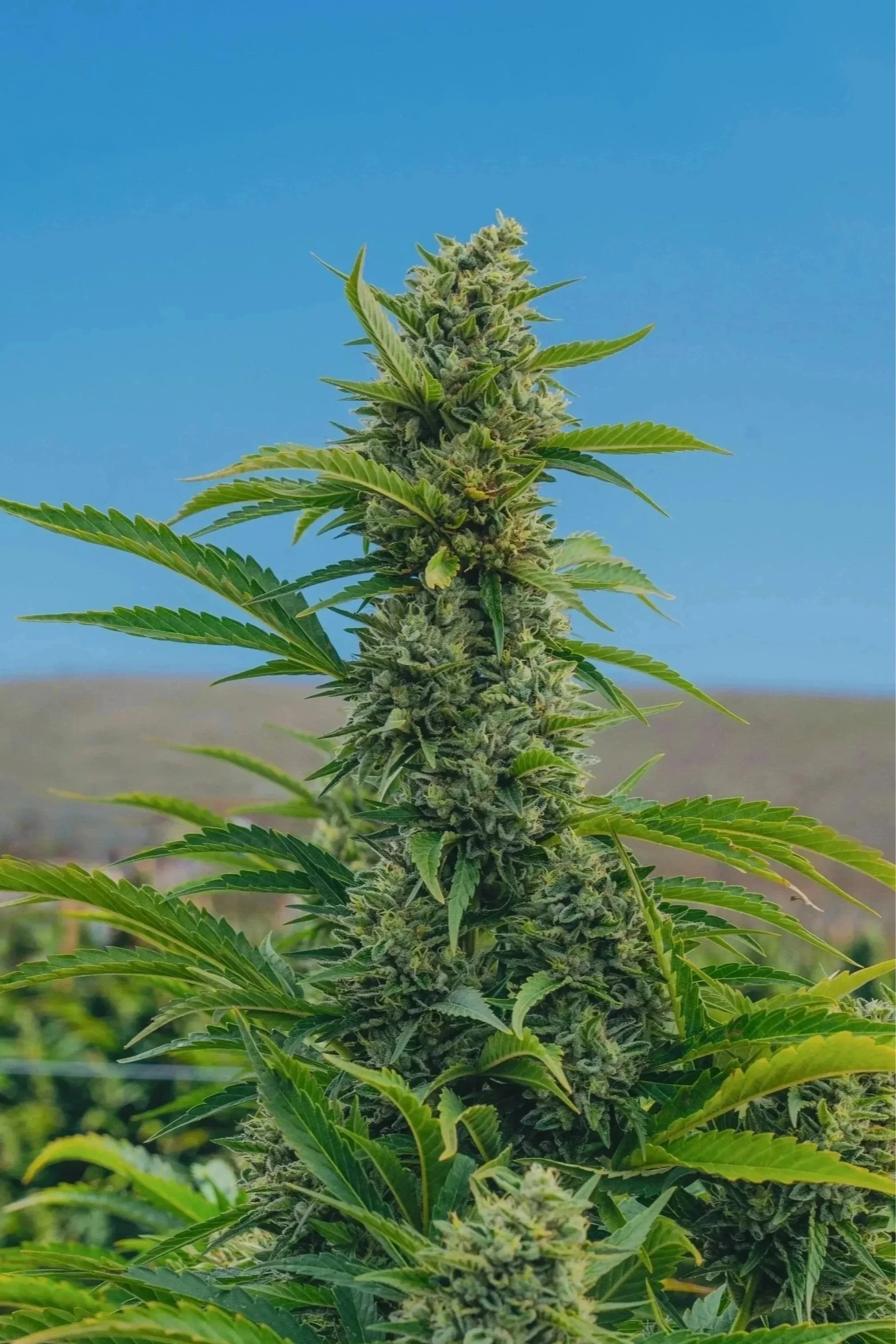 Mature cannabis flower macro shot, outdoor California farm