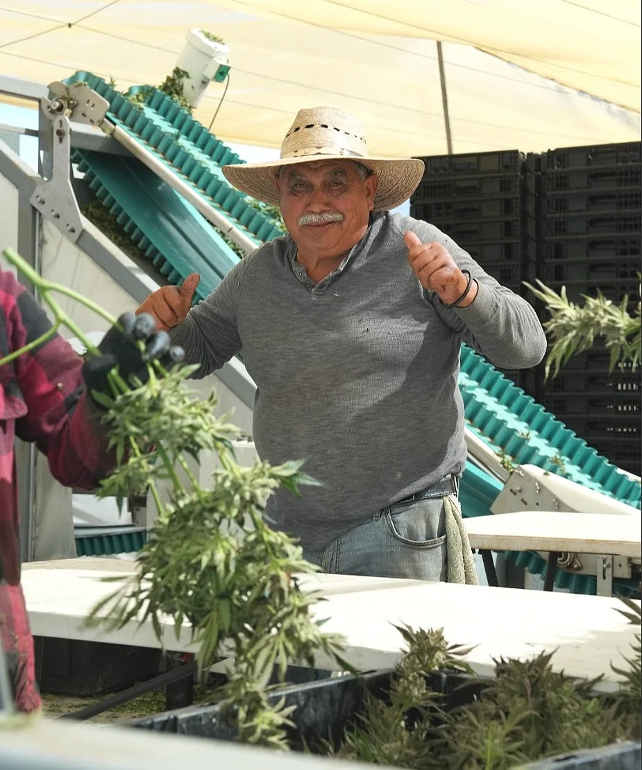Aerial view of cannabis cultivation farm rows, California