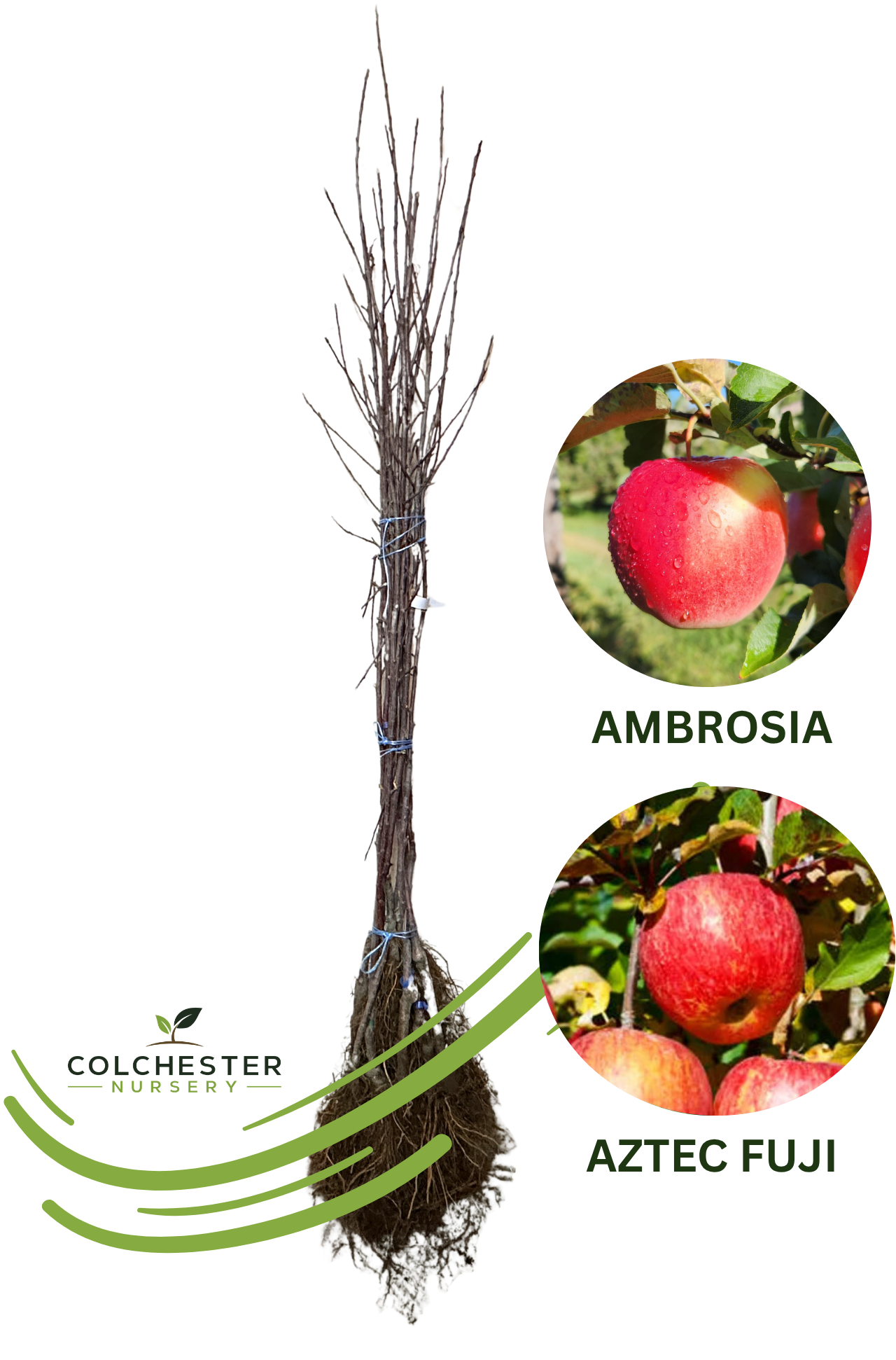 (1) Ambrosia - M9 + (1) Aztec Fuji - G202 Bareroot Apple Trees
