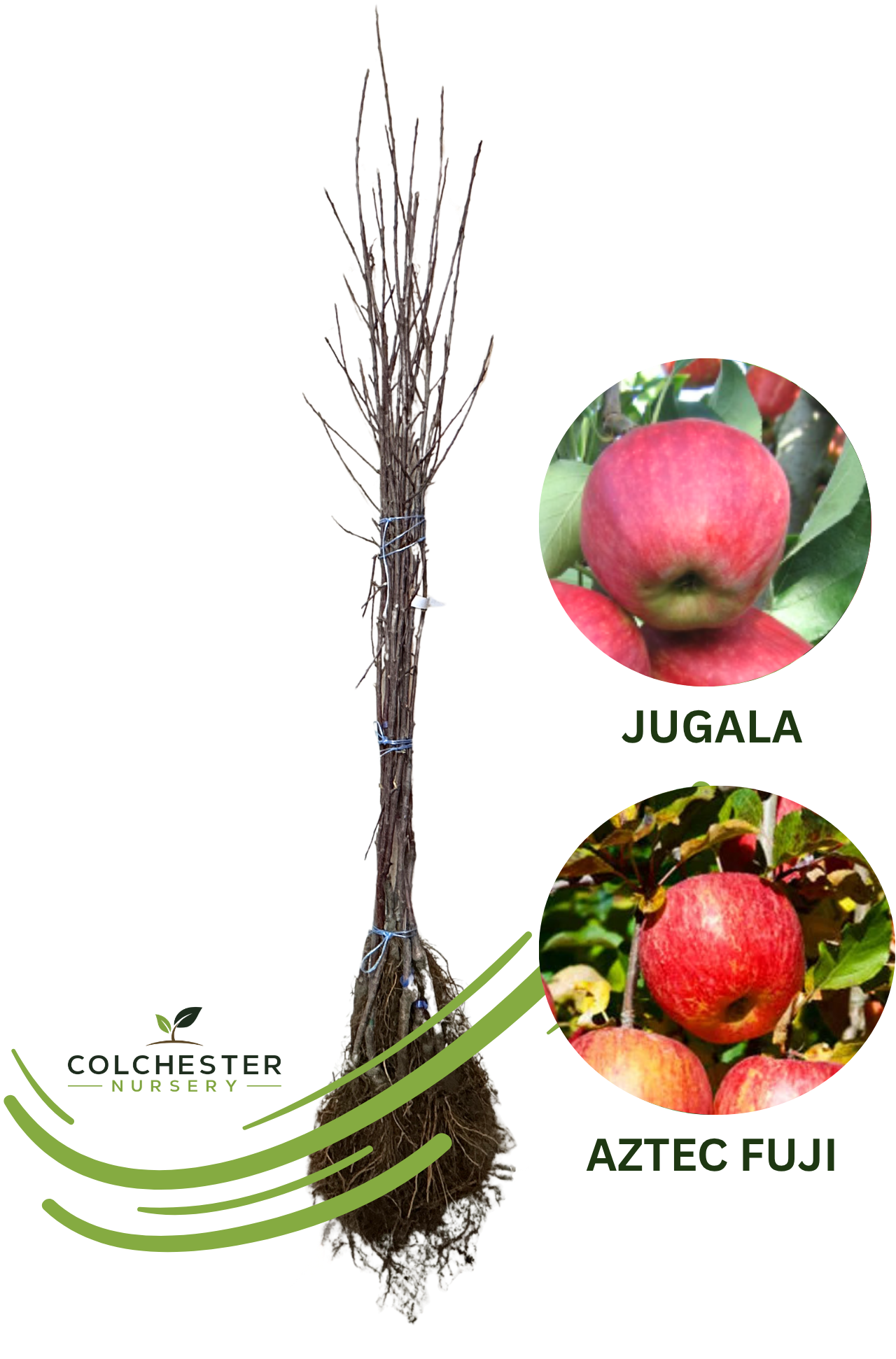 (1) Jugala - G41 + Aztec Fuji - G202 Bareroot Apple Trees