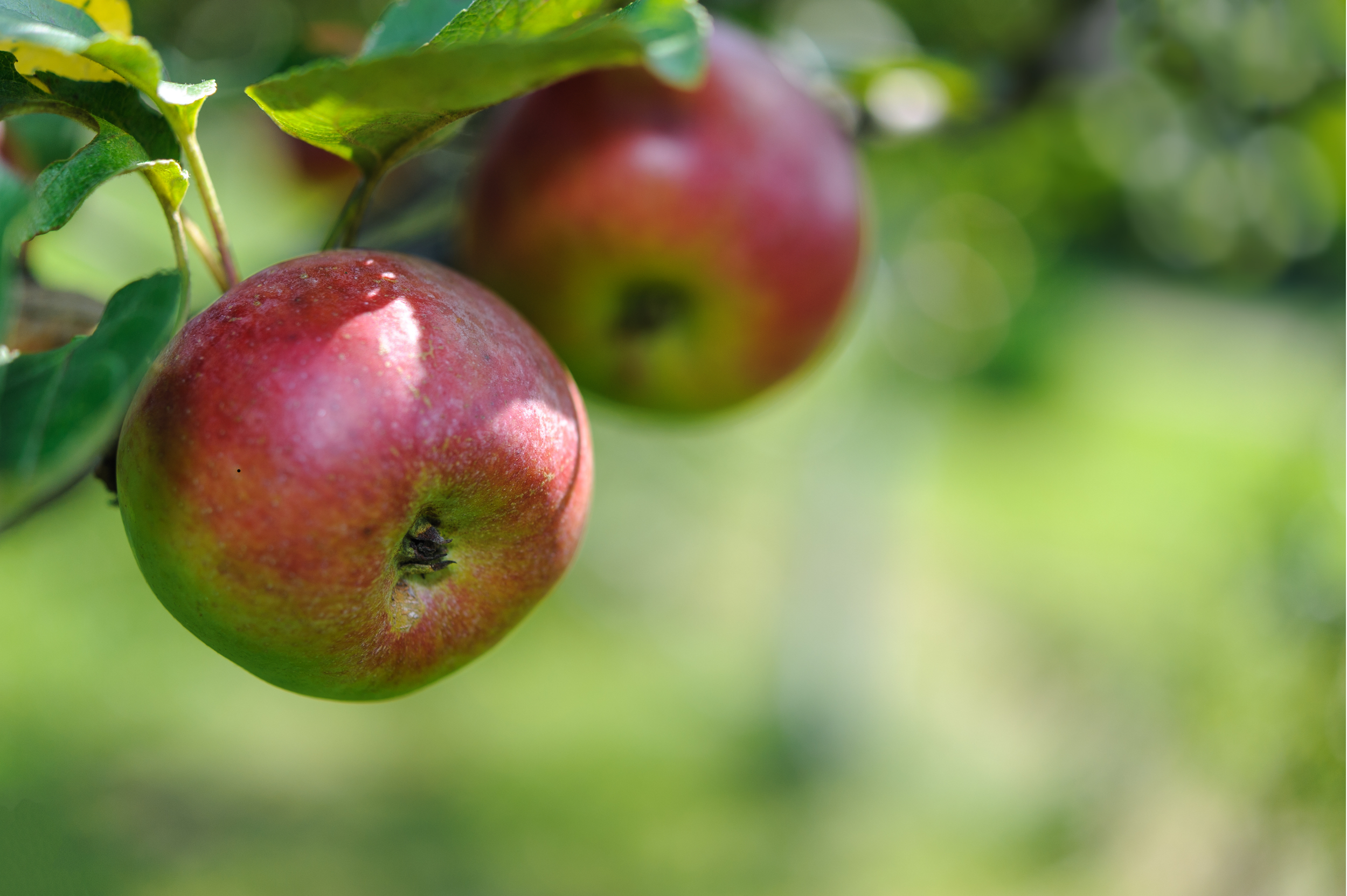 Two red and green apples hanging from a tree branch with green leaves in the background.