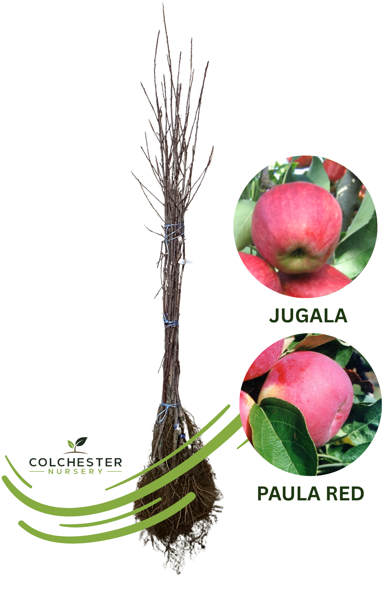 (1) Jugala - G41 + Paula Red - B10 Bareroot Apple Trees
