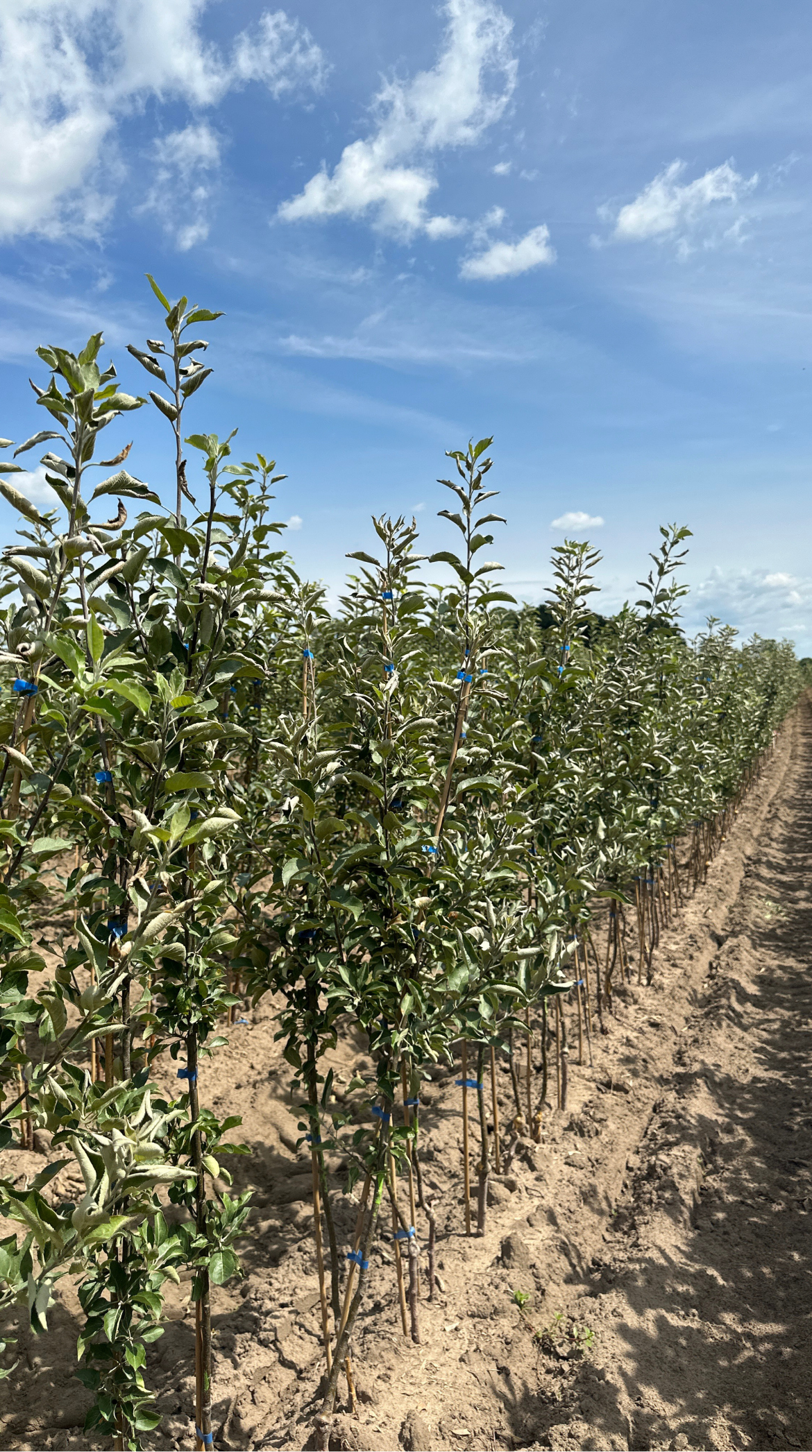 Rows of young apple trees in a farm field with blue ties around their trunks, under a partly cloudy sky.