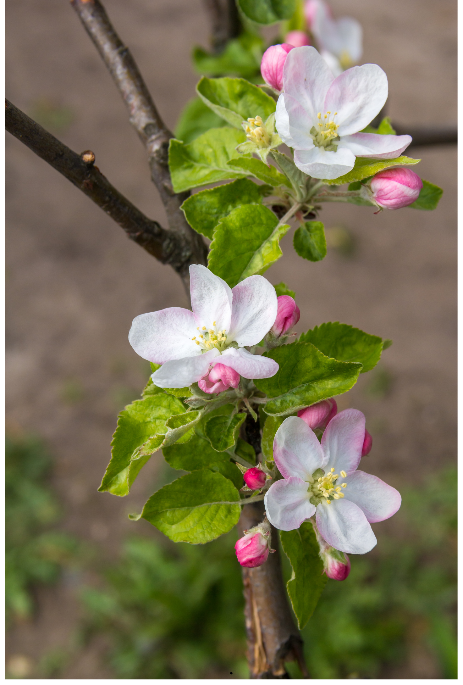 Close-up of a blooming apple tree branch with white and pink flowers and green leaves.