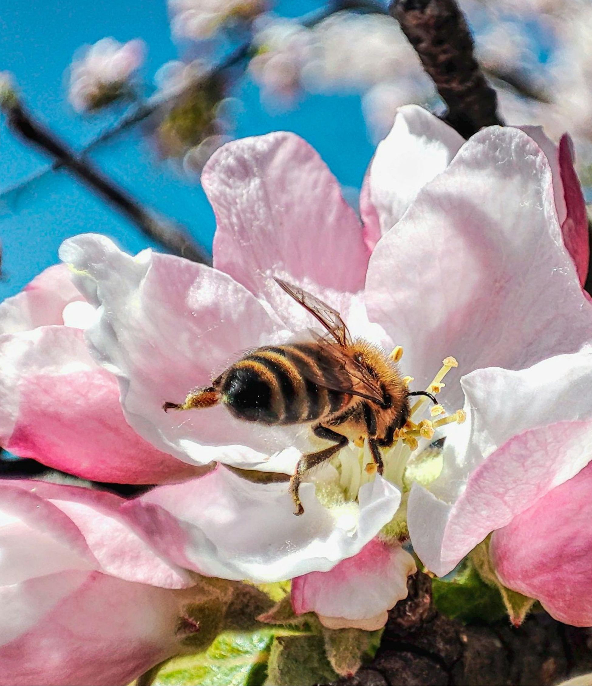 Close-up of a bee collecting nectar from a pink and white flower.