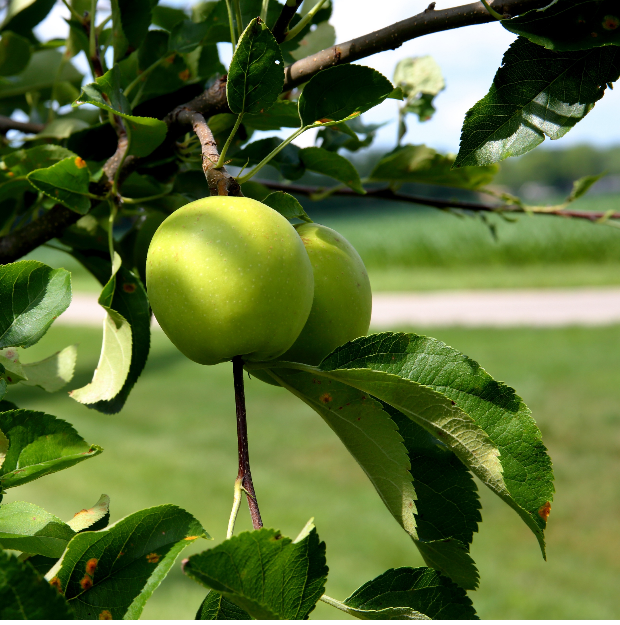 Two green apples hanging on a branch among green leaves in an orchard.
