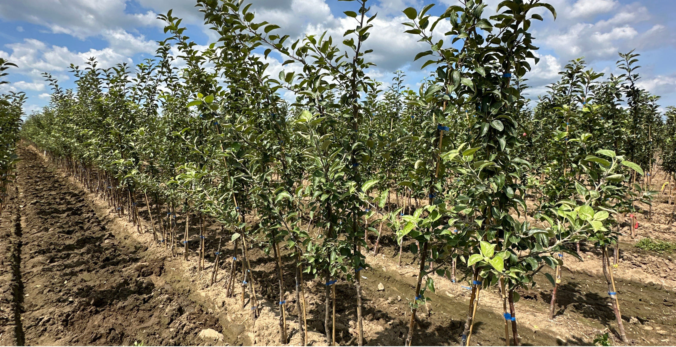 Tree Shop Fruit Tree Nursery