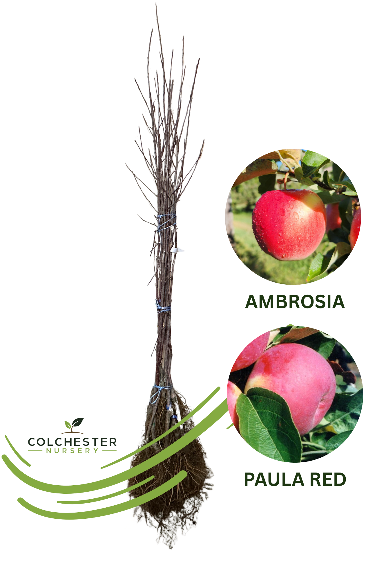 (1) Ambrosia - M9 + (1) Paula Red - B10 Bareroot Apple Trees