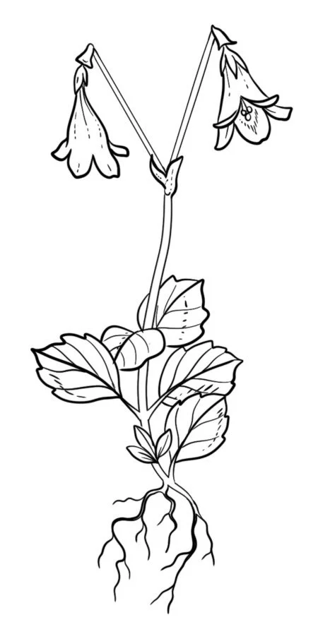 Linnea Blooms Custom Florals