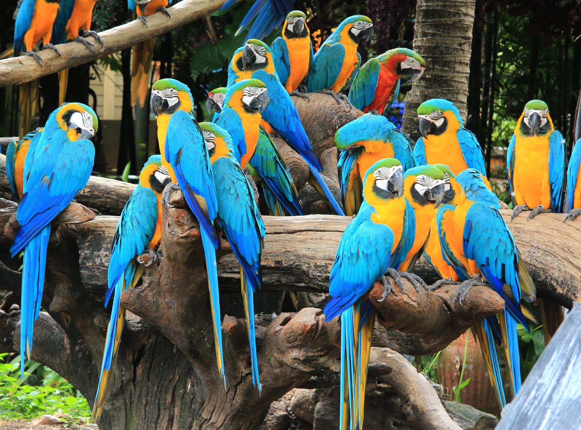 Macaw Land_03.jpg