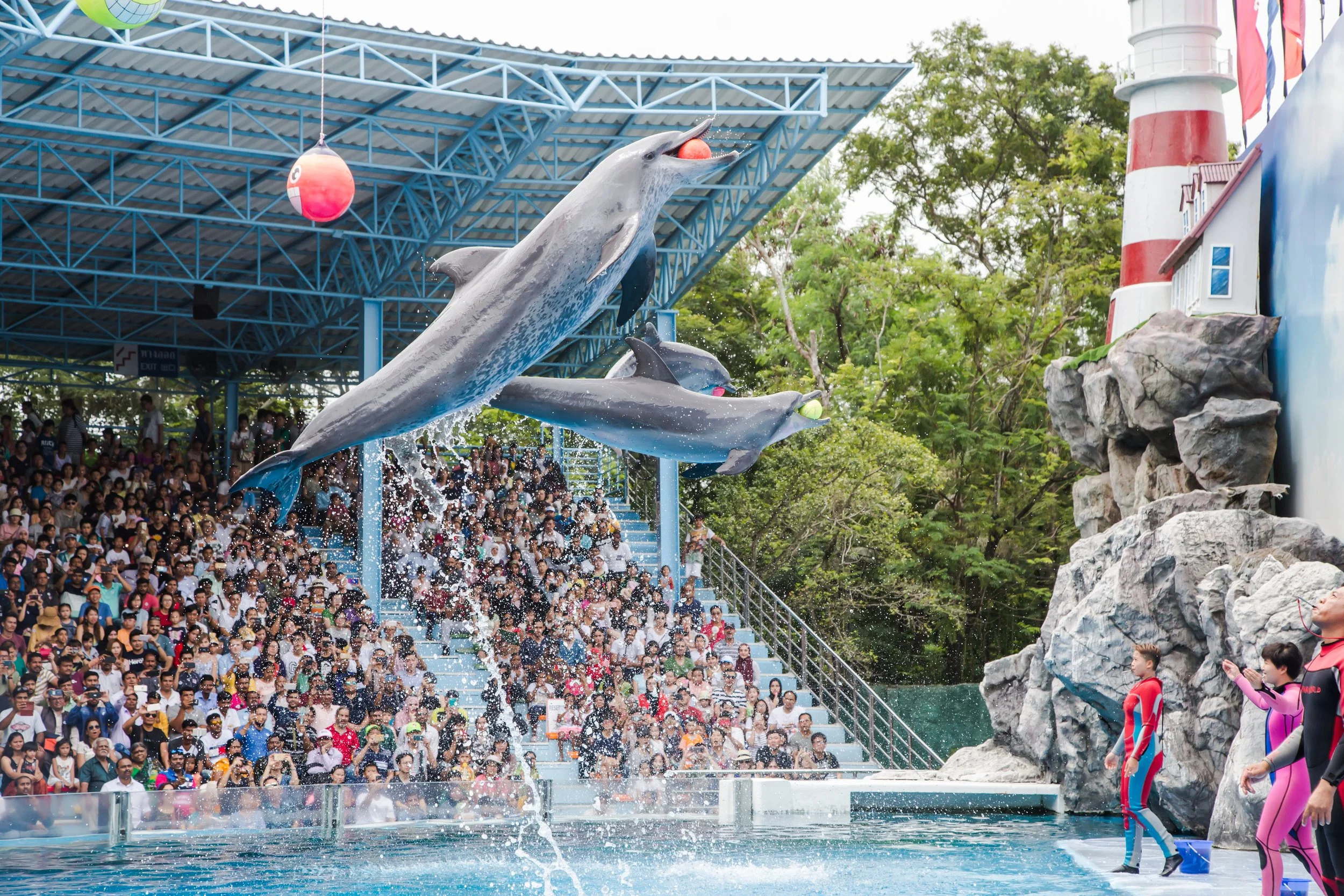 Dolphin Show_03.jpg
