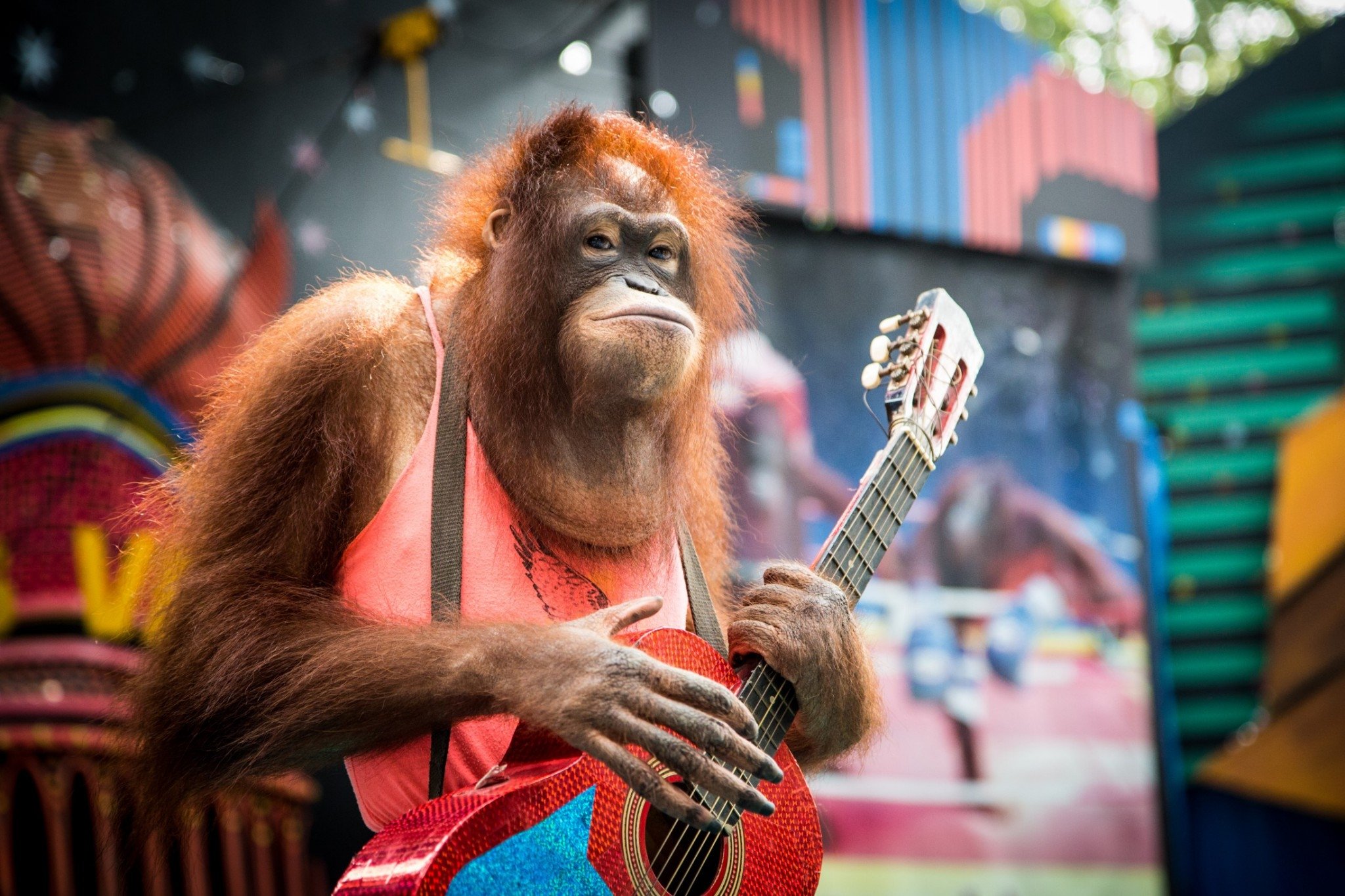 Orangutan Show_02.jpg